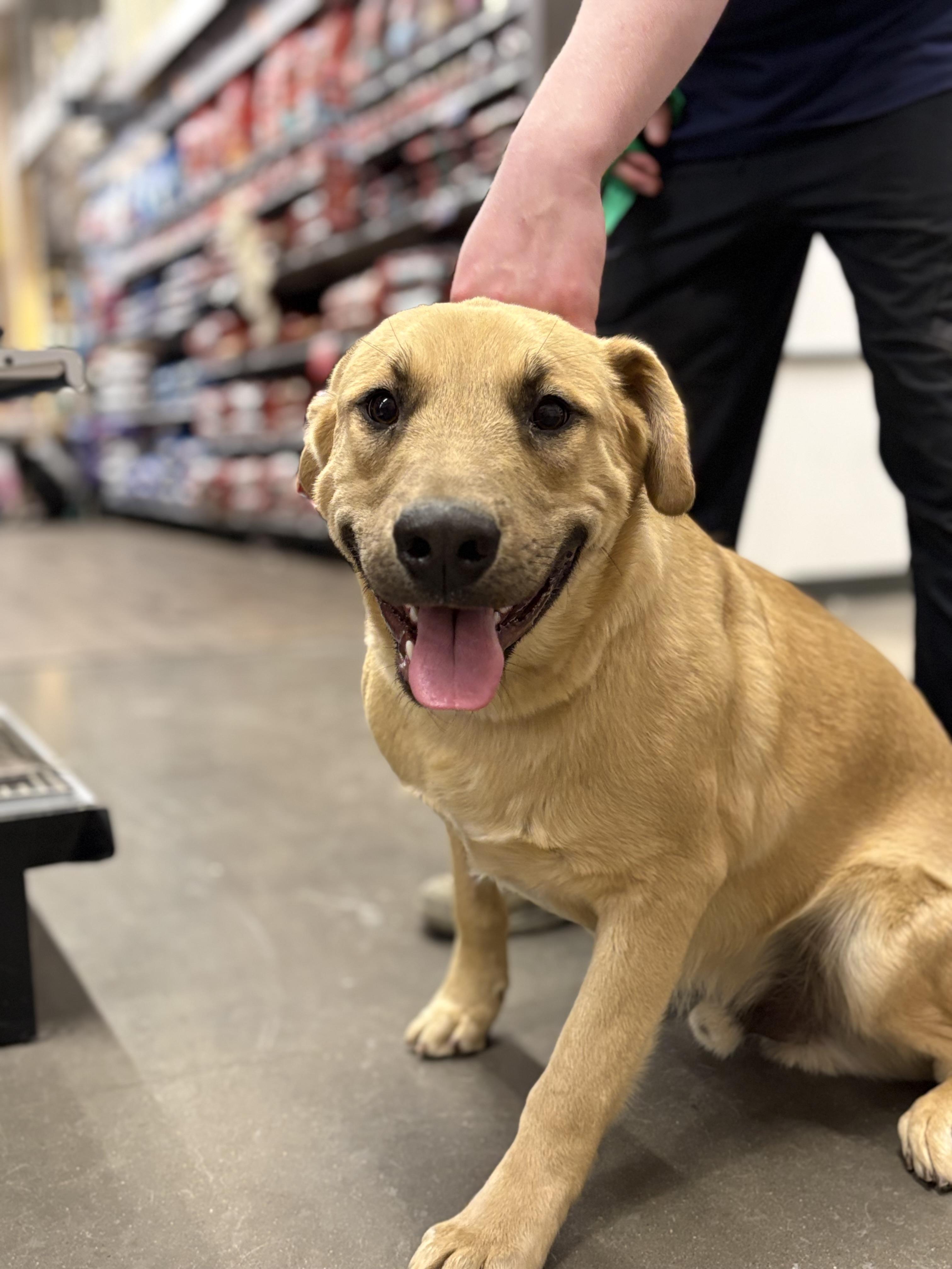 Harry, an adoptable Black Mouth Cur in Zimmerman, MN image 4/4
