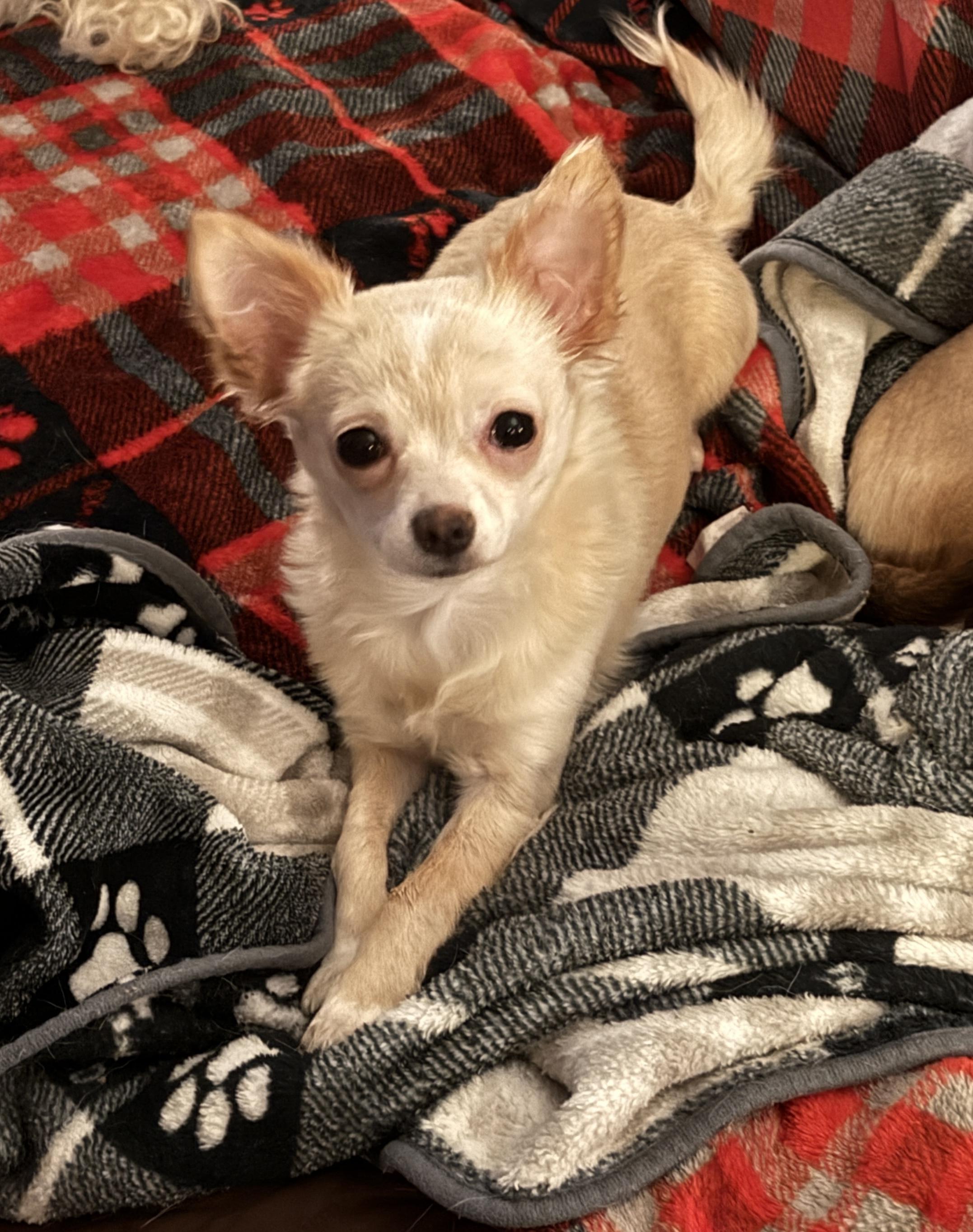 Aki, adoptable, Puppy Female Chihuahua.