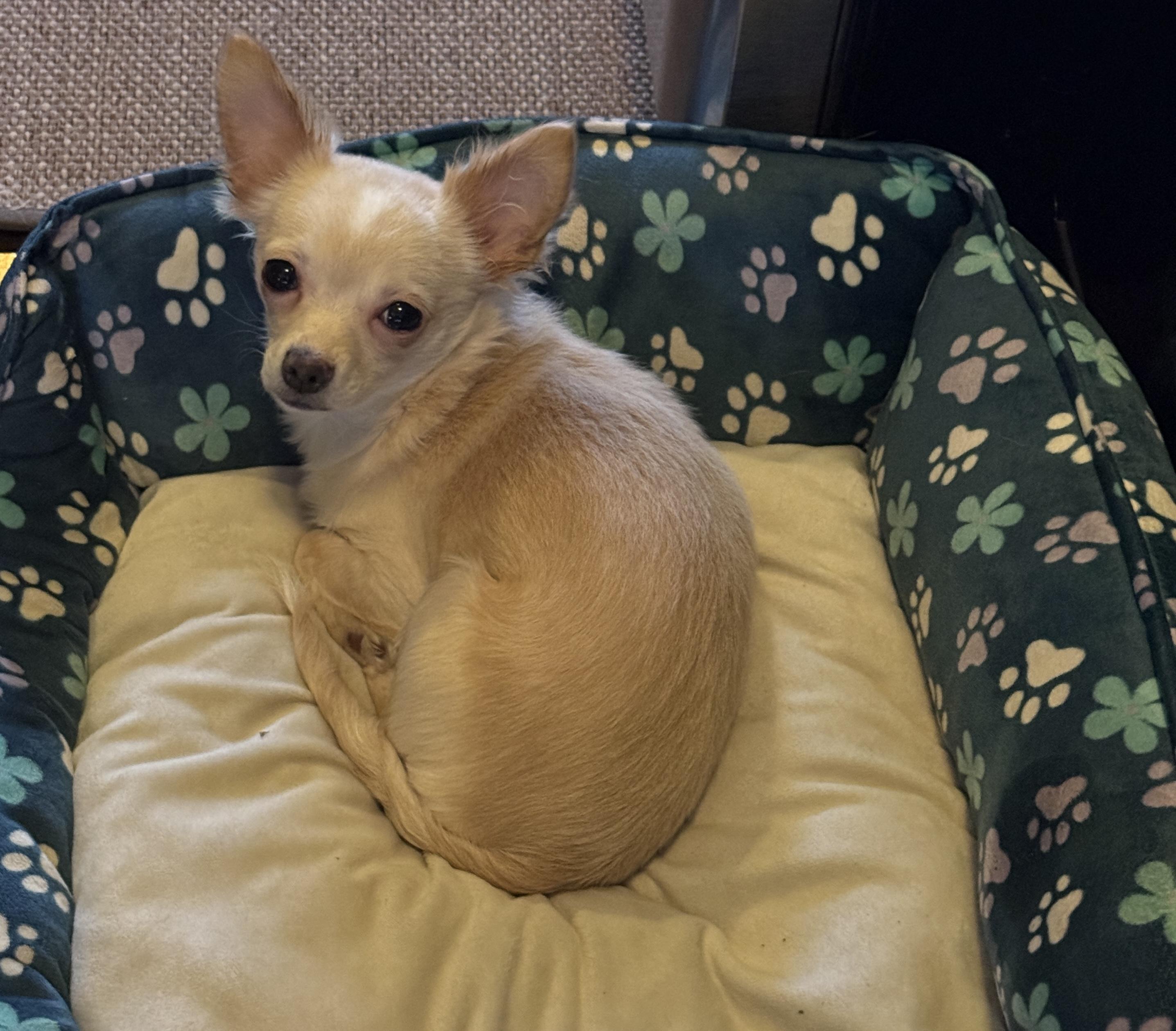 Enlarge Aki, an adoptable Chihuahua in Dayton, OH image 4/5