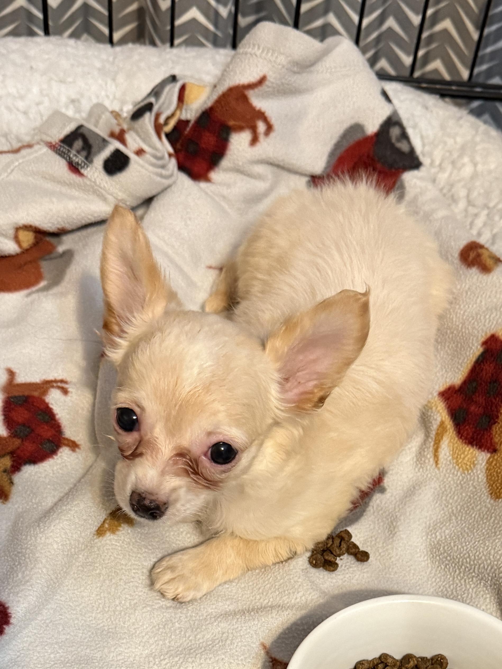 Enlarge Aki, an adoptable Chihuahua in Dayton, OH image 3/5