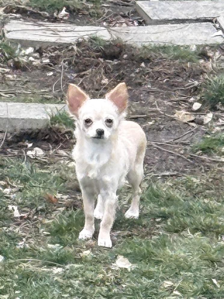 Enlarge Aki, an adoptable Chihuahua in Dayton, OH image 5/5