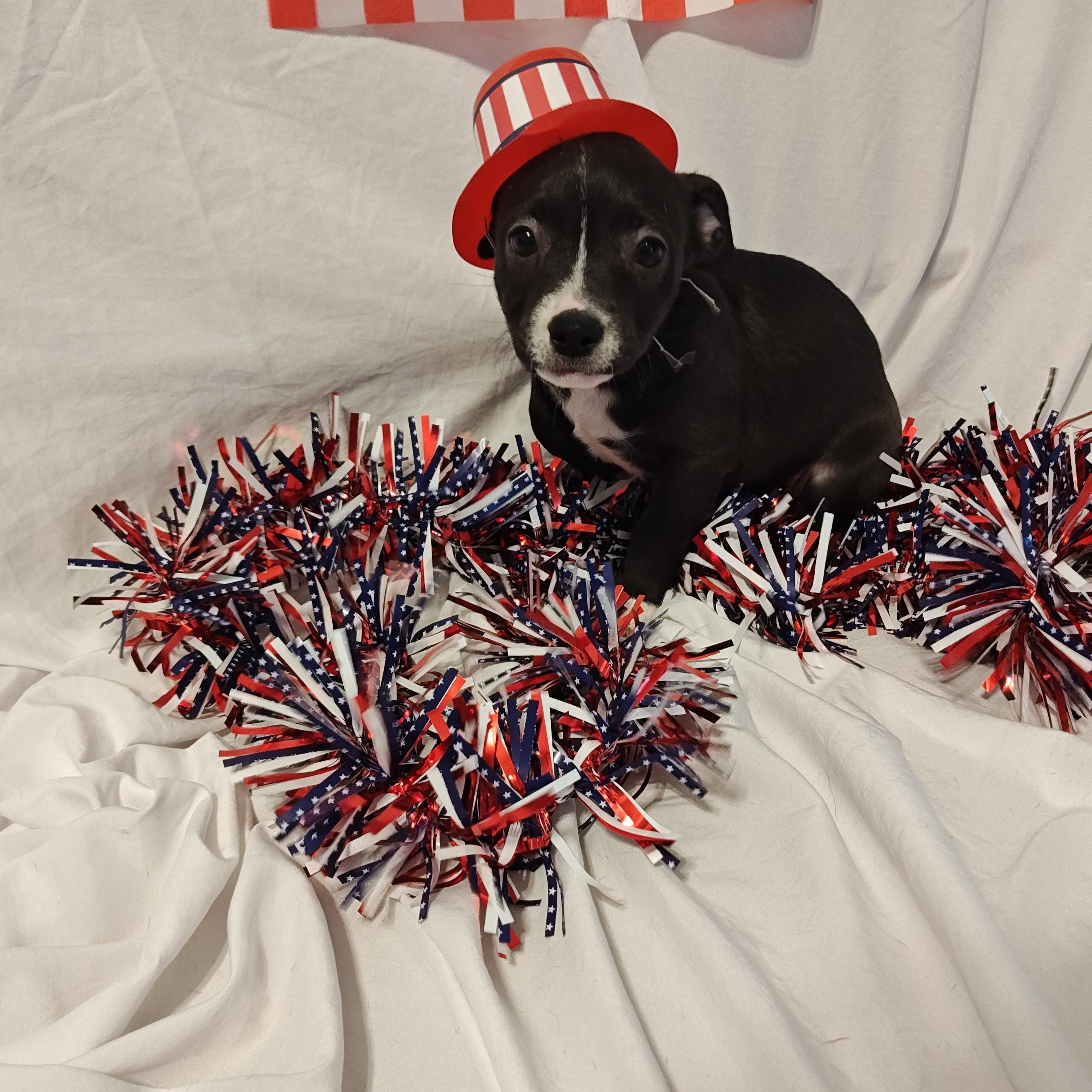 Sassy, an adoptable Terrier Mix in Salisbury, MD_image-1