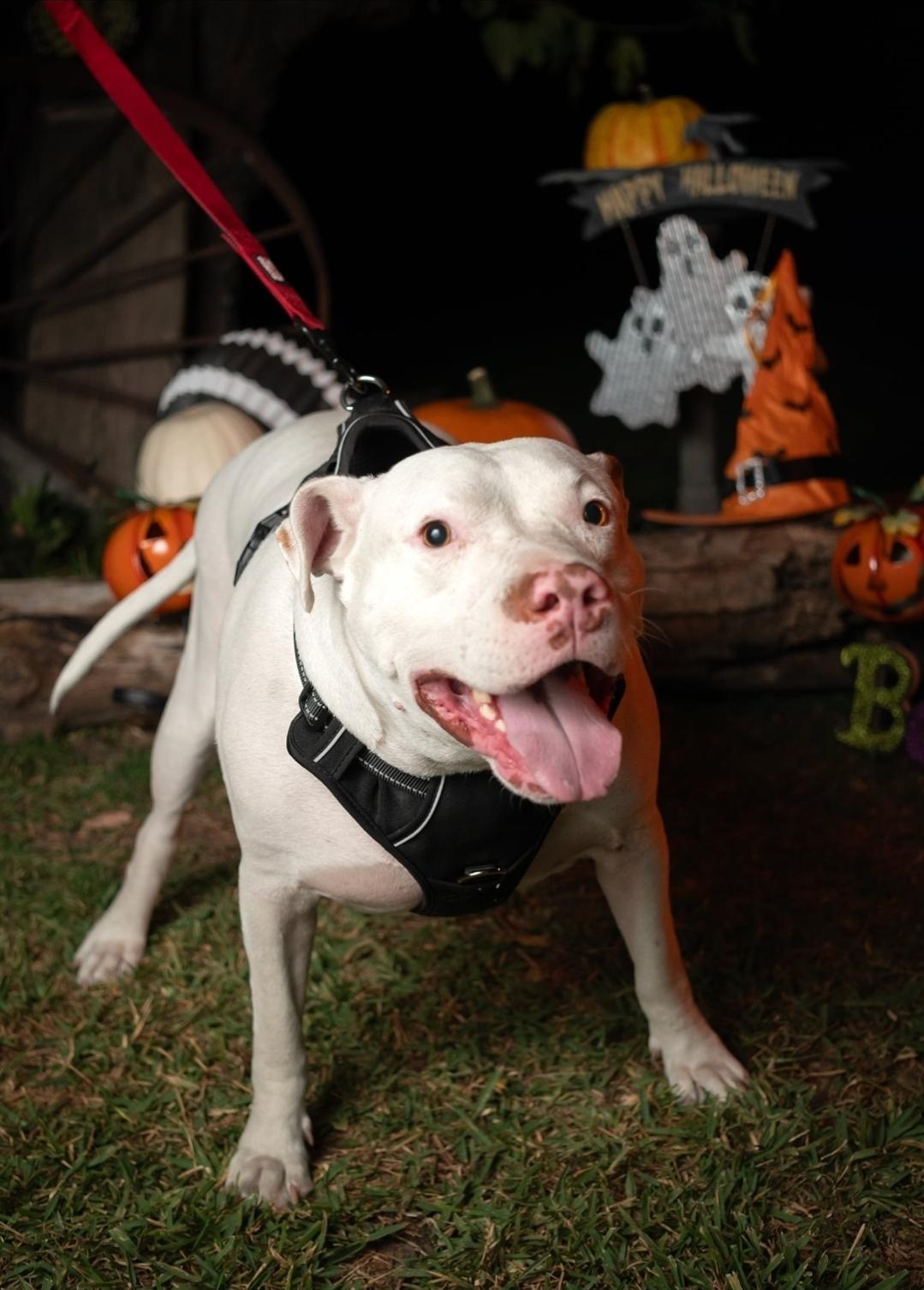 EDDIE, Adoptable, Adult Male American Bully & English Bulldog.