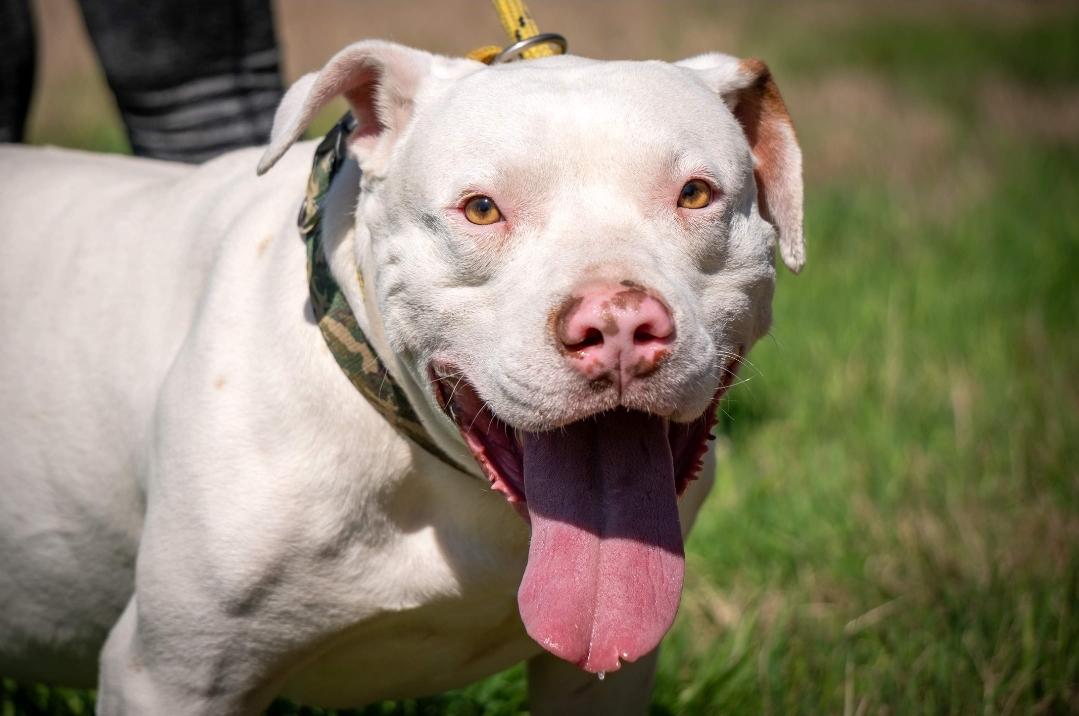 EDDIE, a Adoptable mixed breed in Dallas, TX image 2/6