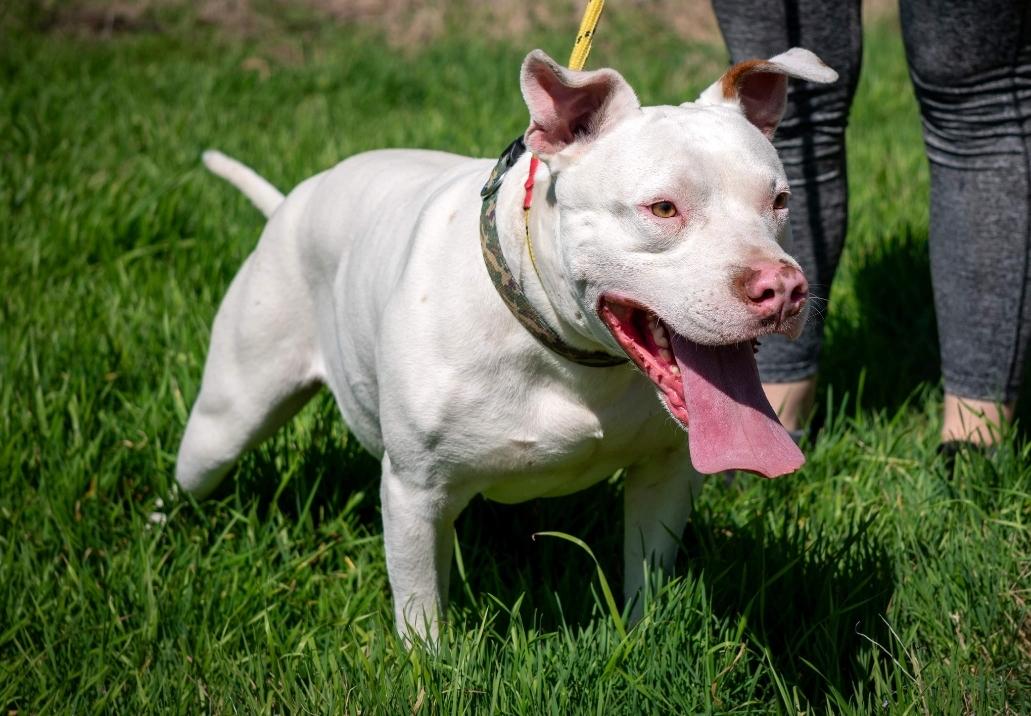 EDDIE, a Adoptable mixed breed in Dallas, TX image 3/6