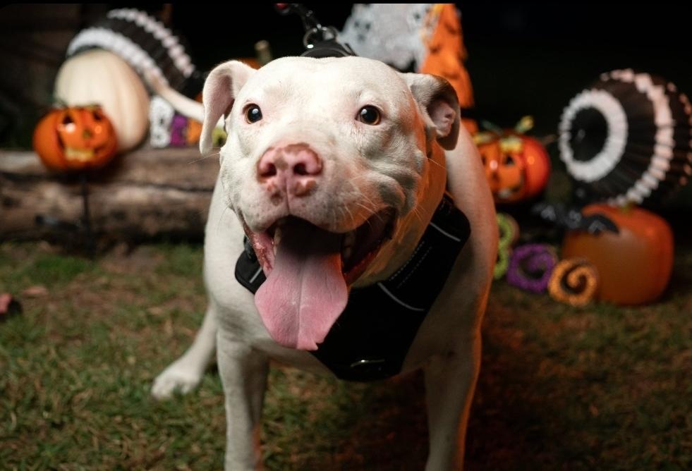 EDDIE, a Adoptable mixed breed in Dallas, TX image 4/6