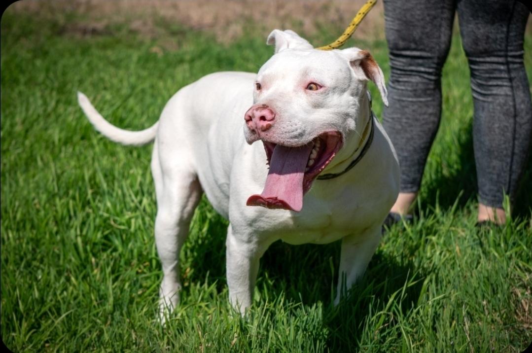EDDIE, a Adoptable mixed breed in Dallas, TX image 5/6