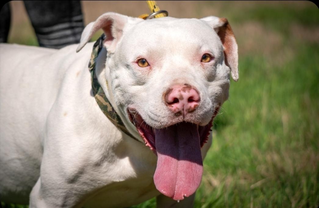 EDDIE, a Adoptable mixed breed in Dallas, TX image 6/6