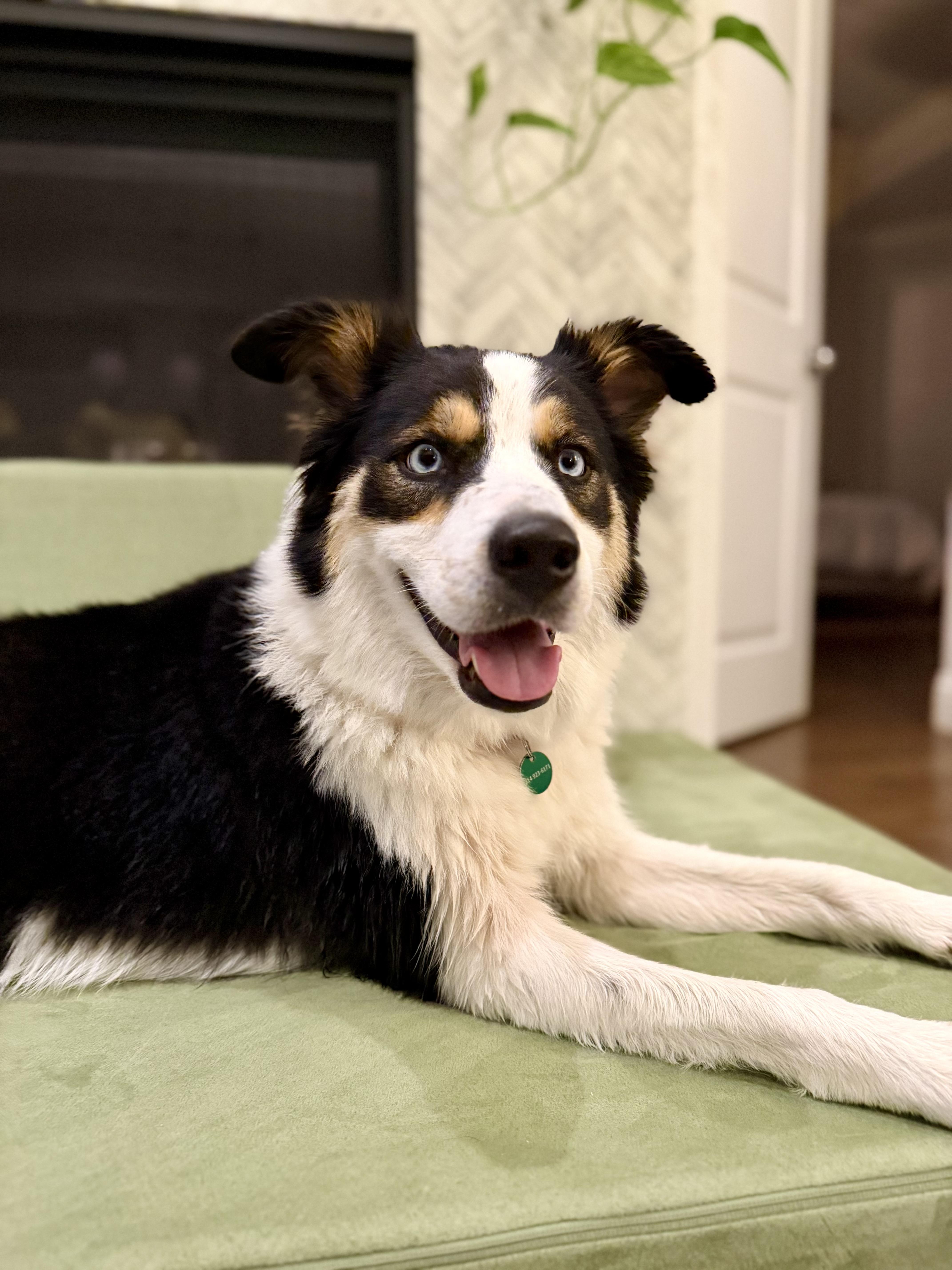 Enlarge Sage, a Adopted mixed breed in Coppell, TX image 5/6