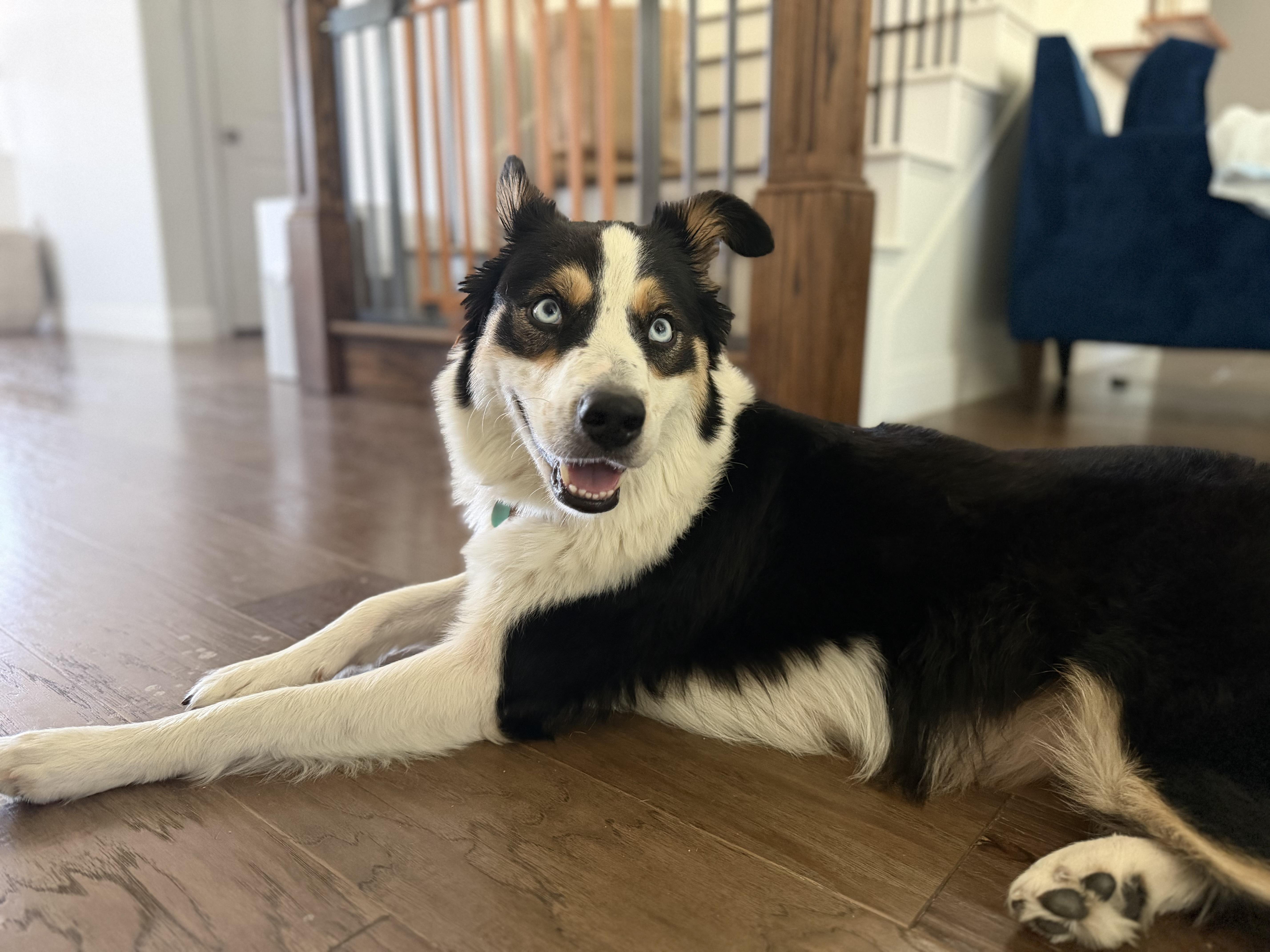 Enlarge Sage, a Adopted mixed breed in Coppell, TX image 4/6