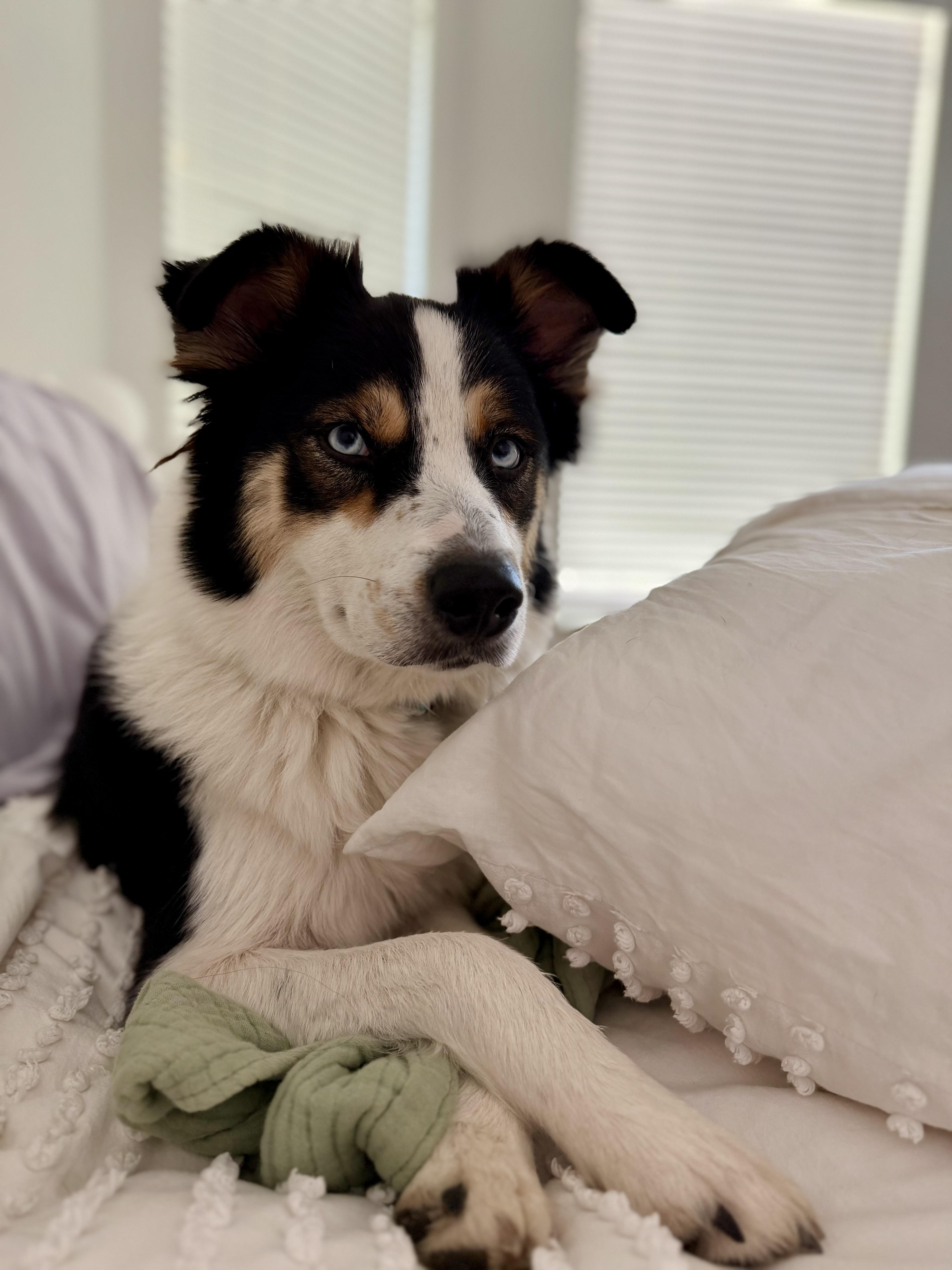 Sage, Adopted, Young Female Australian Shepherd & Border Collie.