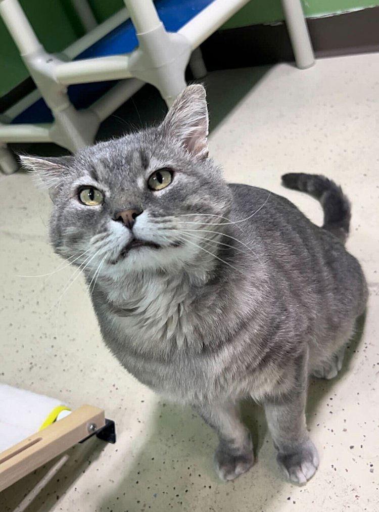 Enlarge Wild Tiger, a Adoptable Domestic Short Hair in Colorado Springs, CO image 1/3