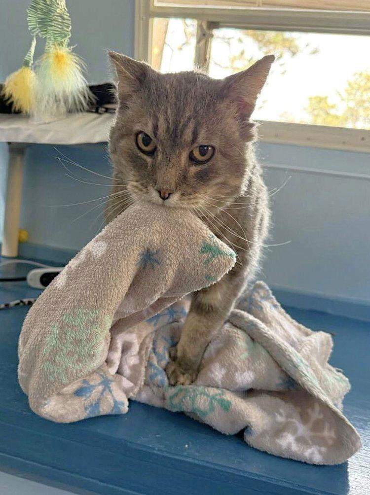 Wild Tiger, Adoptable, Adult Male Domestic Short Hair.