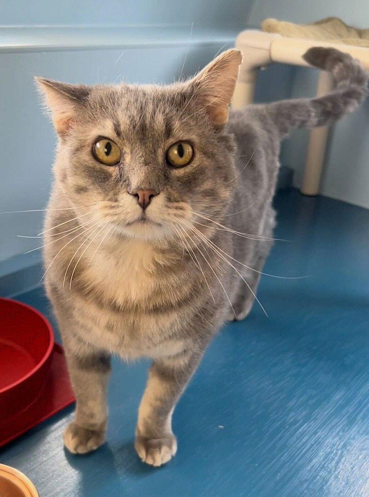 Enlarge Wild Tiger, a Adoptable Domestic Short Hair in Colorado Springs, CO image 3/3