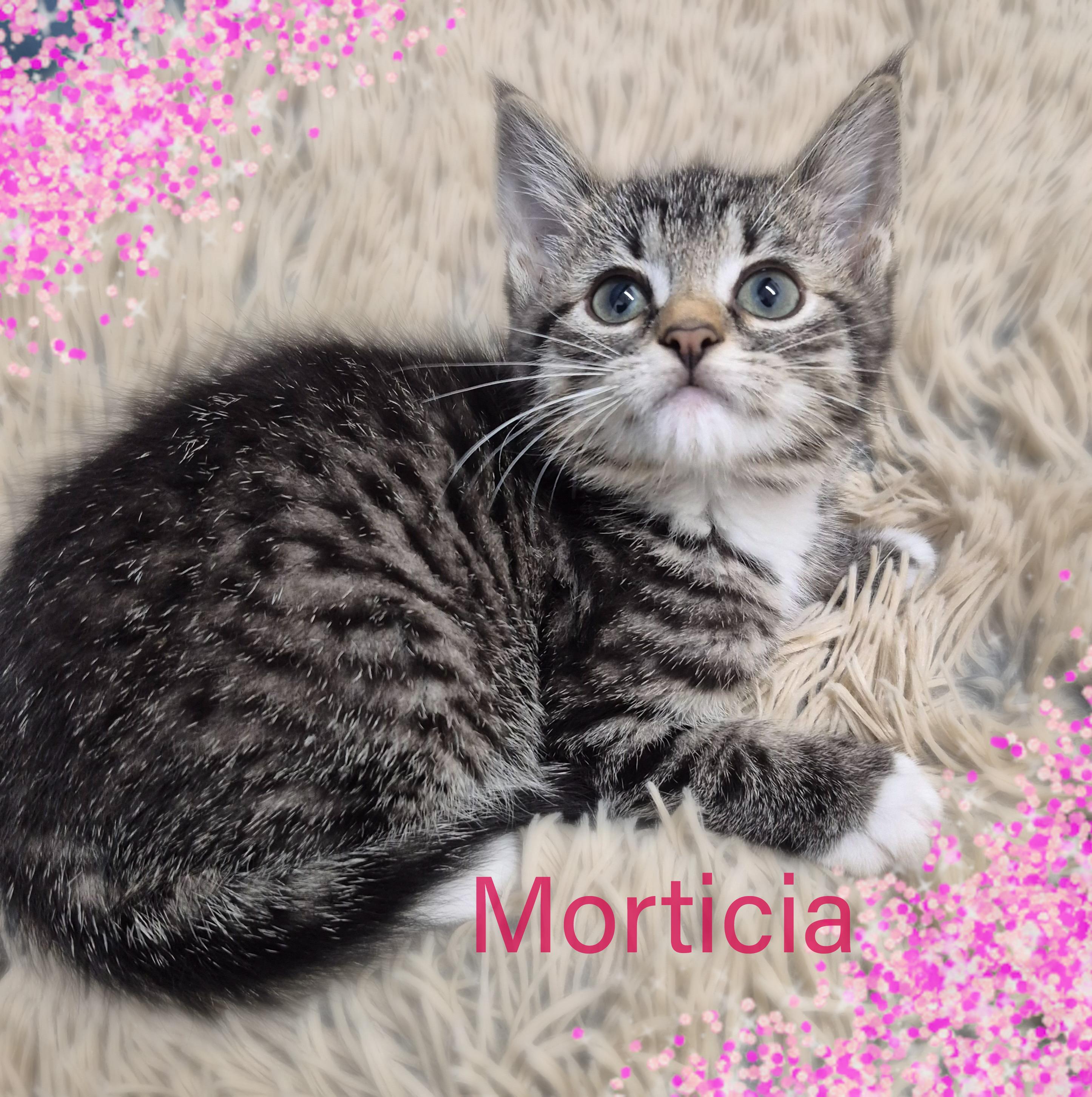 Morticia, a ADOPTABLE Domestic Short Hair in Charlotte, NC image 3/3