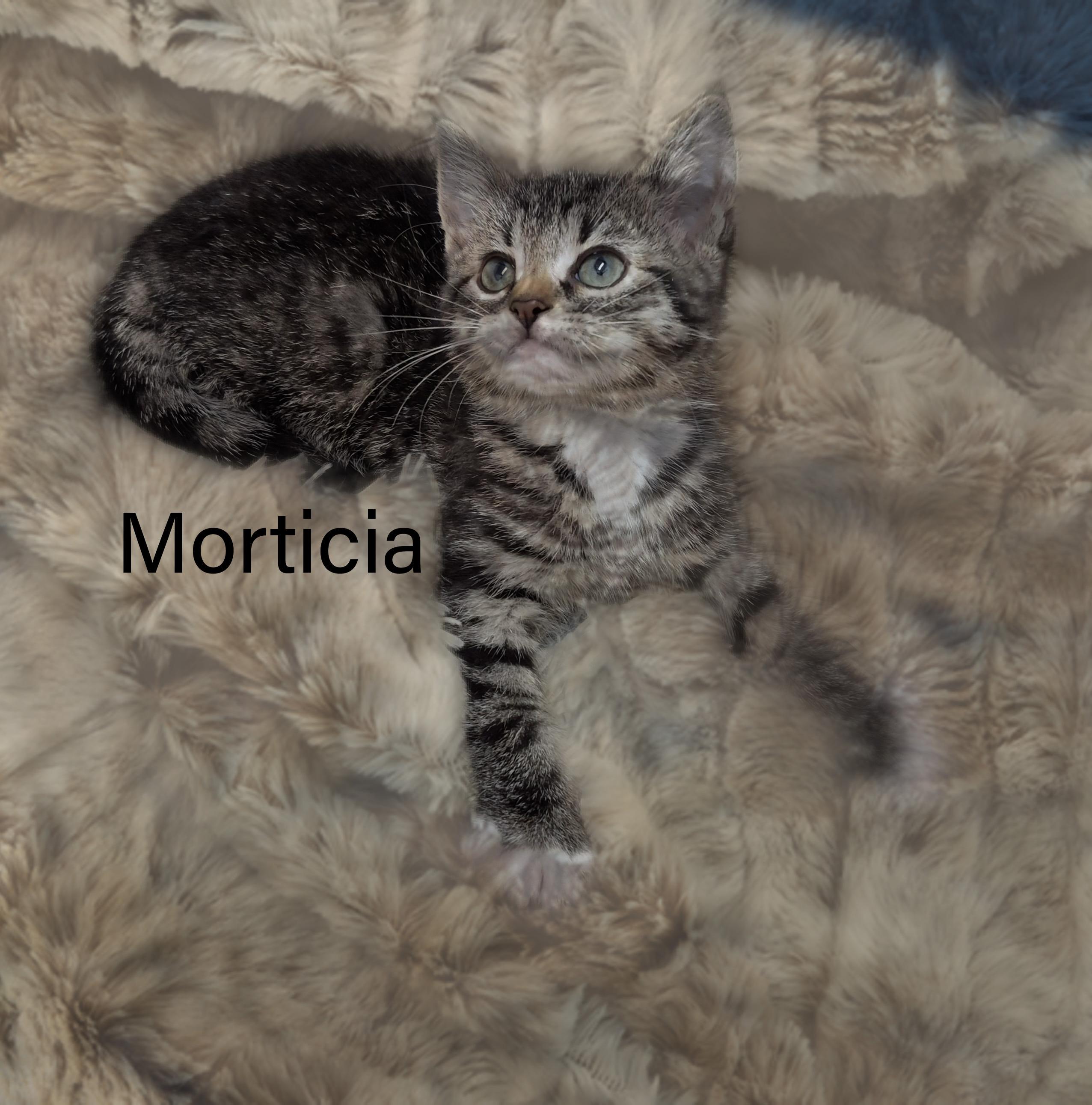 Morticia, a ADOPTABLE Domestic Short Hair in Charlotte, NC image 2/3