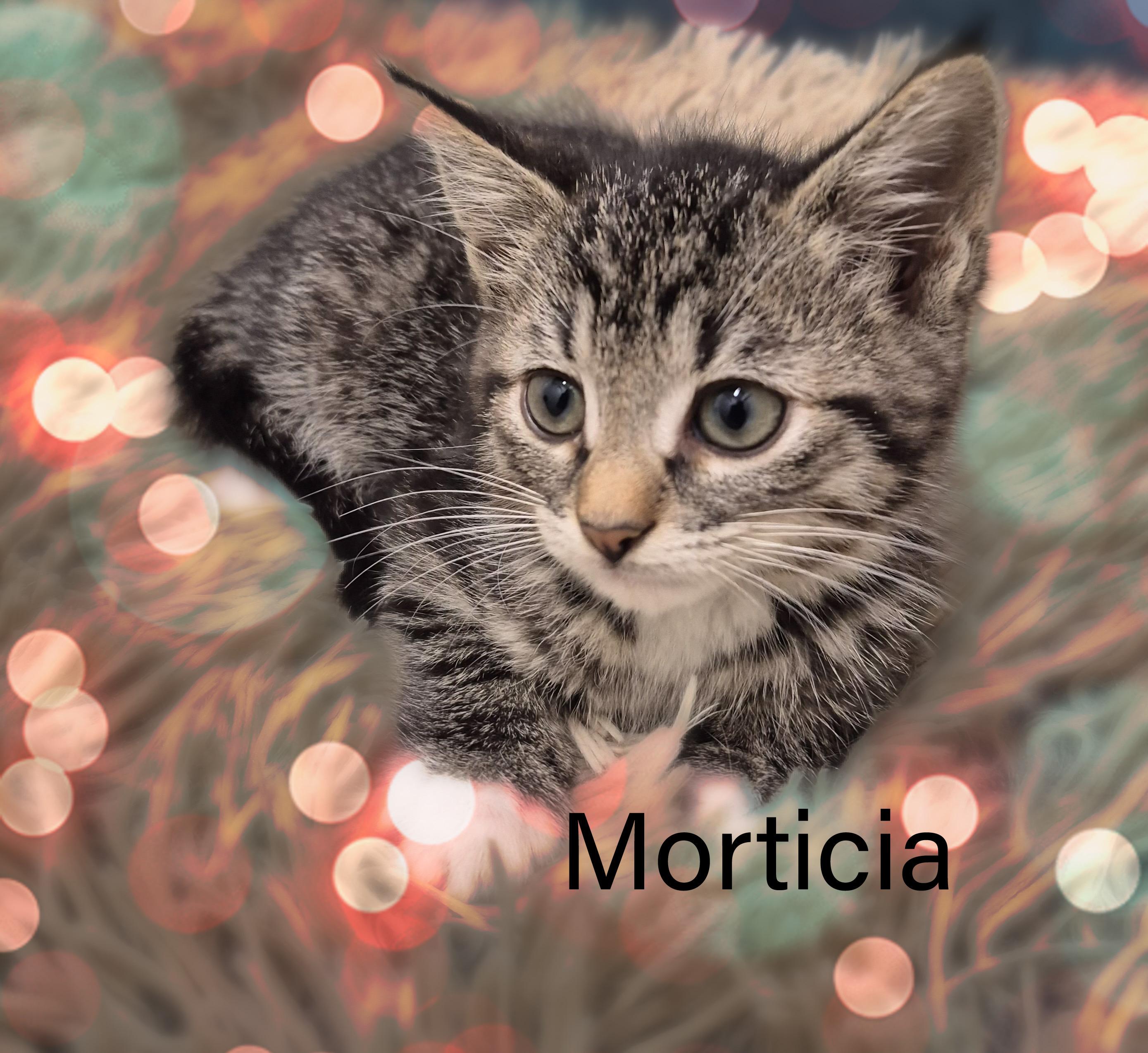 Morticia, ADOPTABLE, Kitten Female Domestic Short Hair.