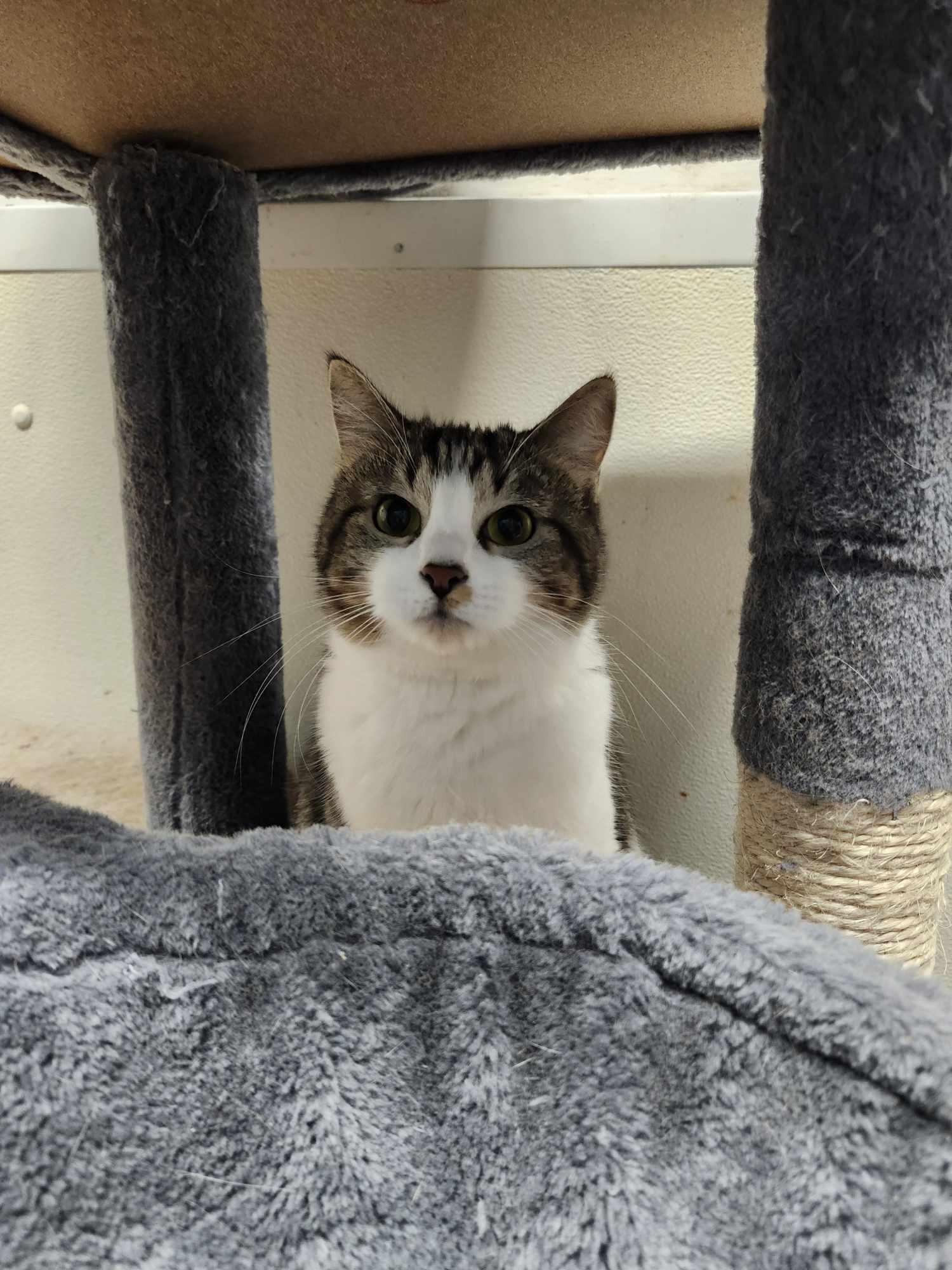 Momma Cat, a Adoptable Domestic Short Hair in Hopkinsville, KY image 1/2