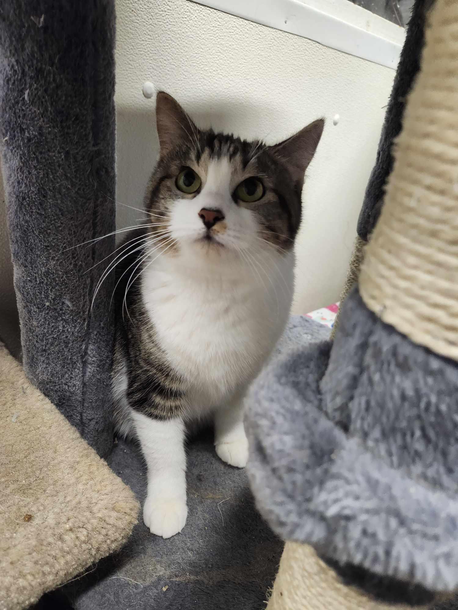 Momma Cat, Adult Female Domestic Short Hair