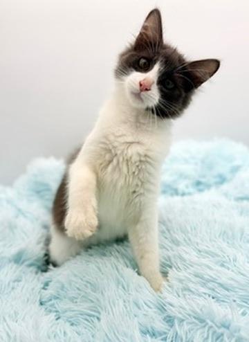 Simile, an adopted Domestic Long Hair in Covington, LA image 3/3