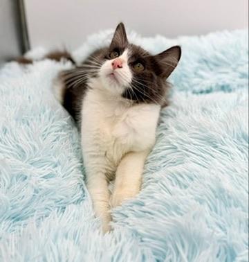 Simile, an adopted Domestic Long Hair in Covington, LA image 2/3