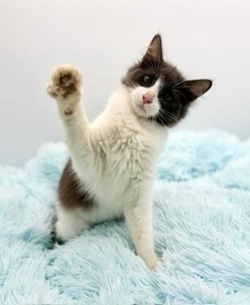 Simile, an adopted Domestic Long Hair in Covington, LA image 1/3