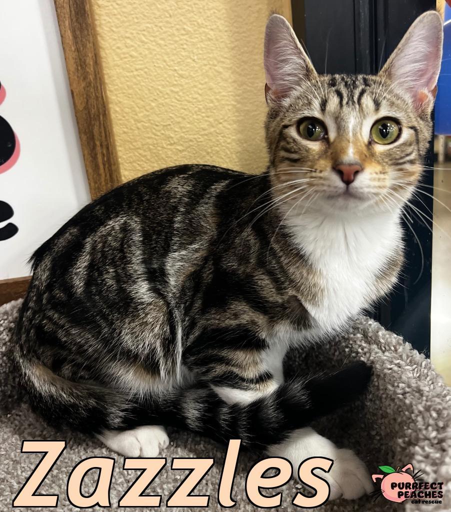 Zazzles, Adoptable, Young Male Domestic Medium Hair.