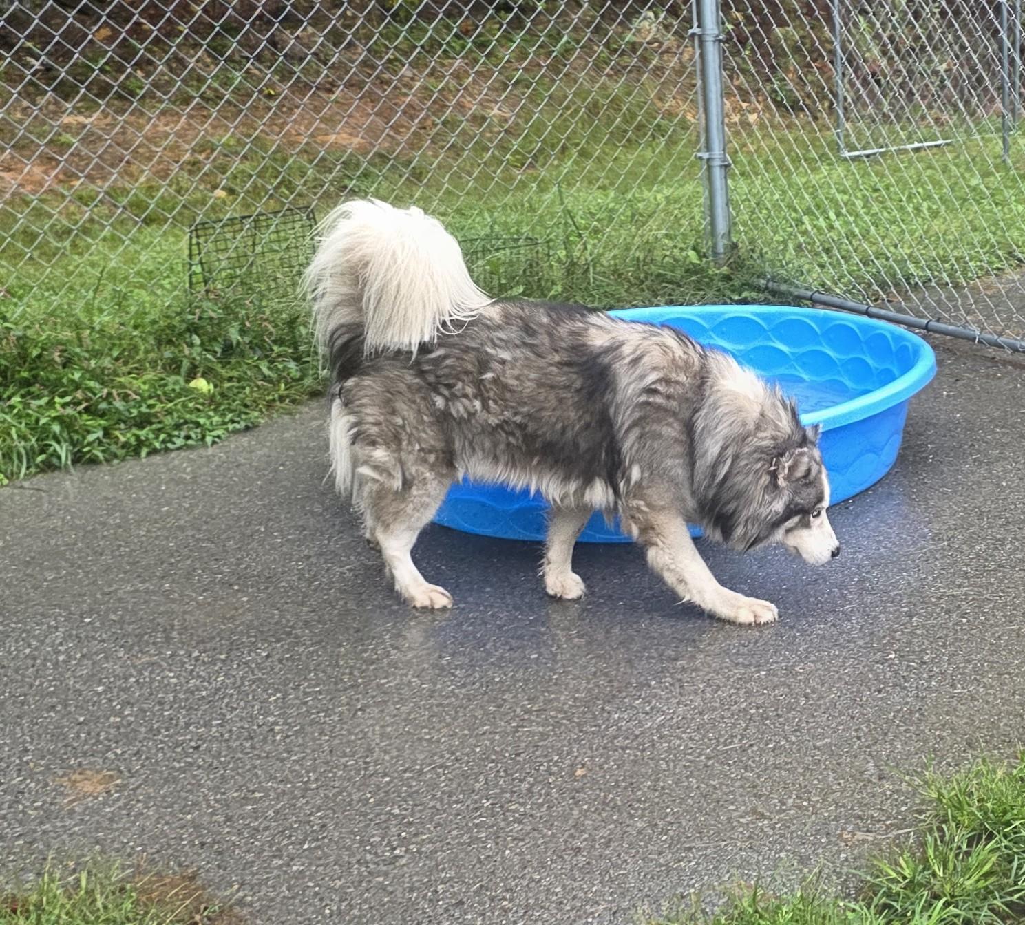 Hachi, Adoptable, Adult Male Siberian Husky.