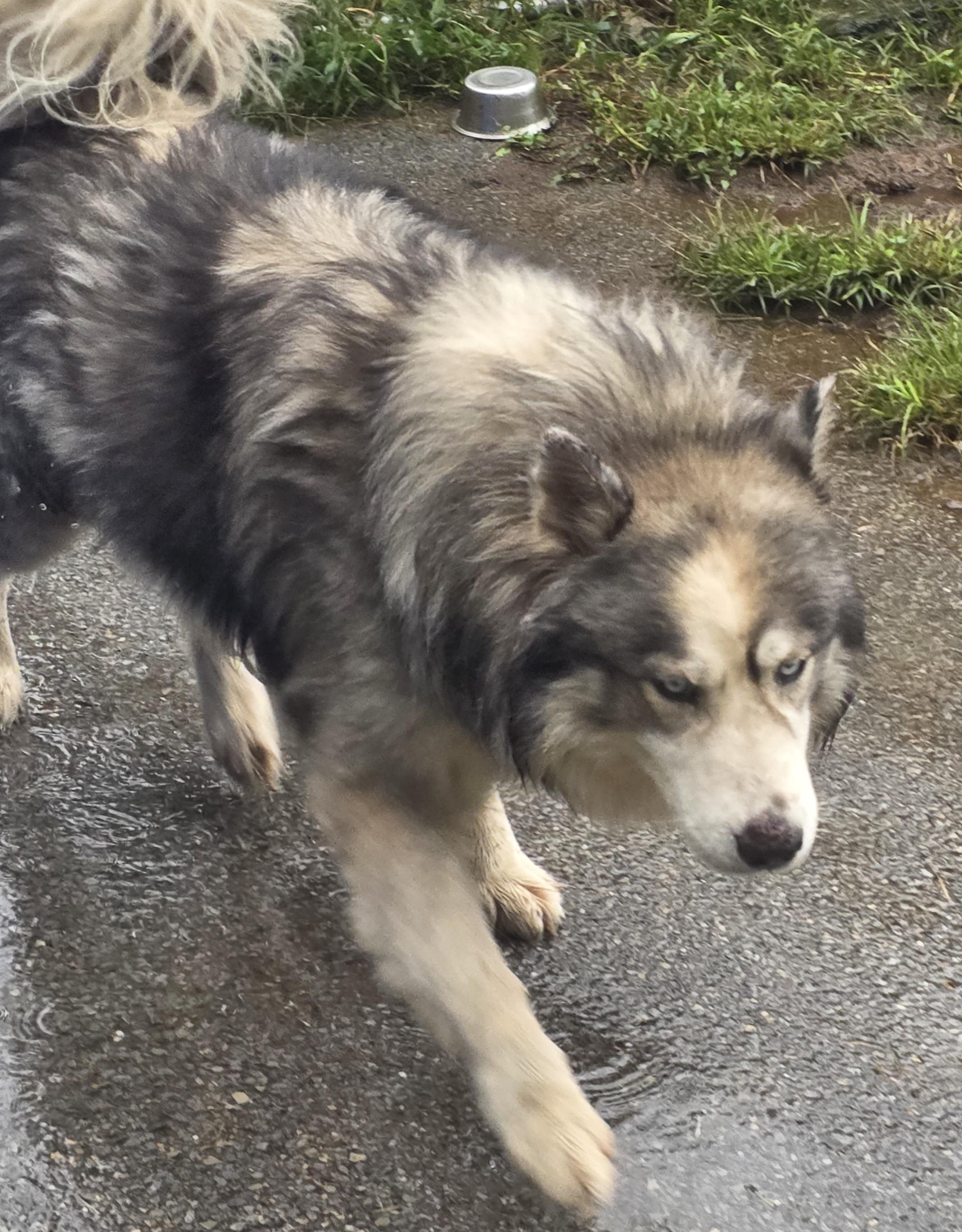 Enlarge Hachi, a Adoptable mixed breed in Fayetteville, WV image 2/2