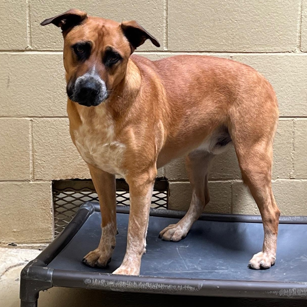 Boomer Rae, Adoptable, Young Male Cattle Dog & Hound.