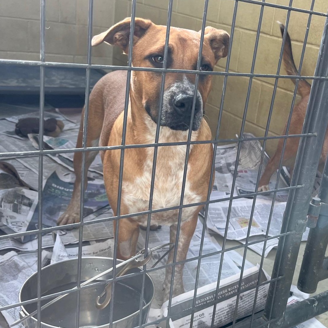 Boomer Rae, a Adoptable mixed breed in Clarksville, VA image 1/6