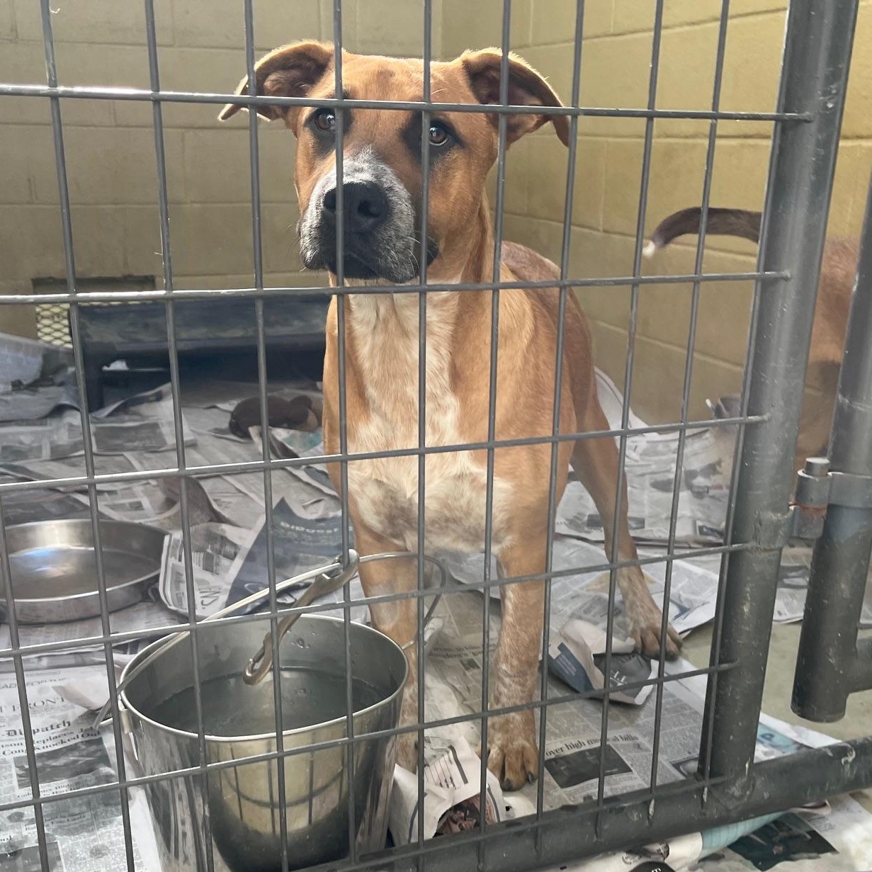 Boomer Rae, a Adoptable mixed breed in Clarksville, VA image 2/6