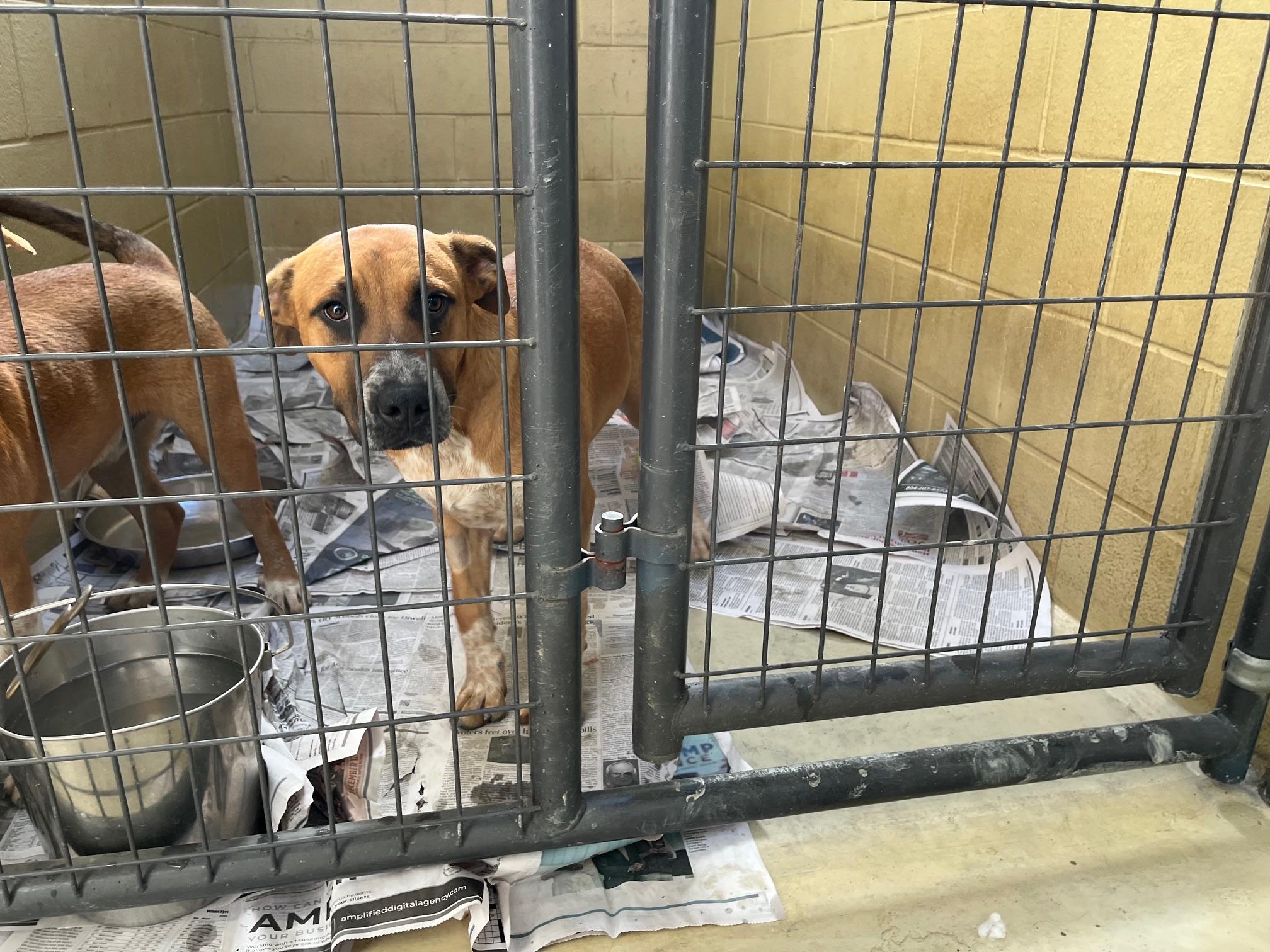 Boomer Rae, a Adoptable mixed breed in Clarksville, VA image 3/6