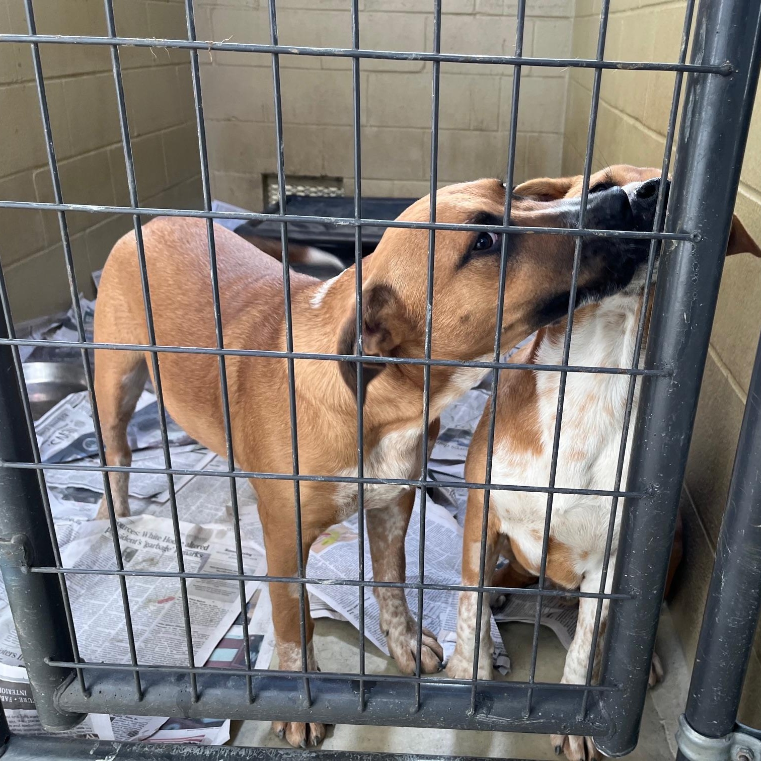 Boomer Rae, a Adoptable mixed breed in Clarksville, VA image 4/6