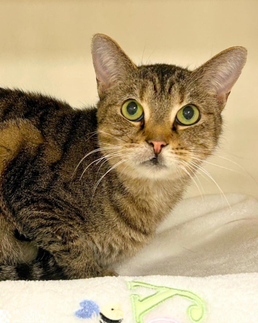 TULIA, Adoptable, Adult Female Domestic Short Hair.