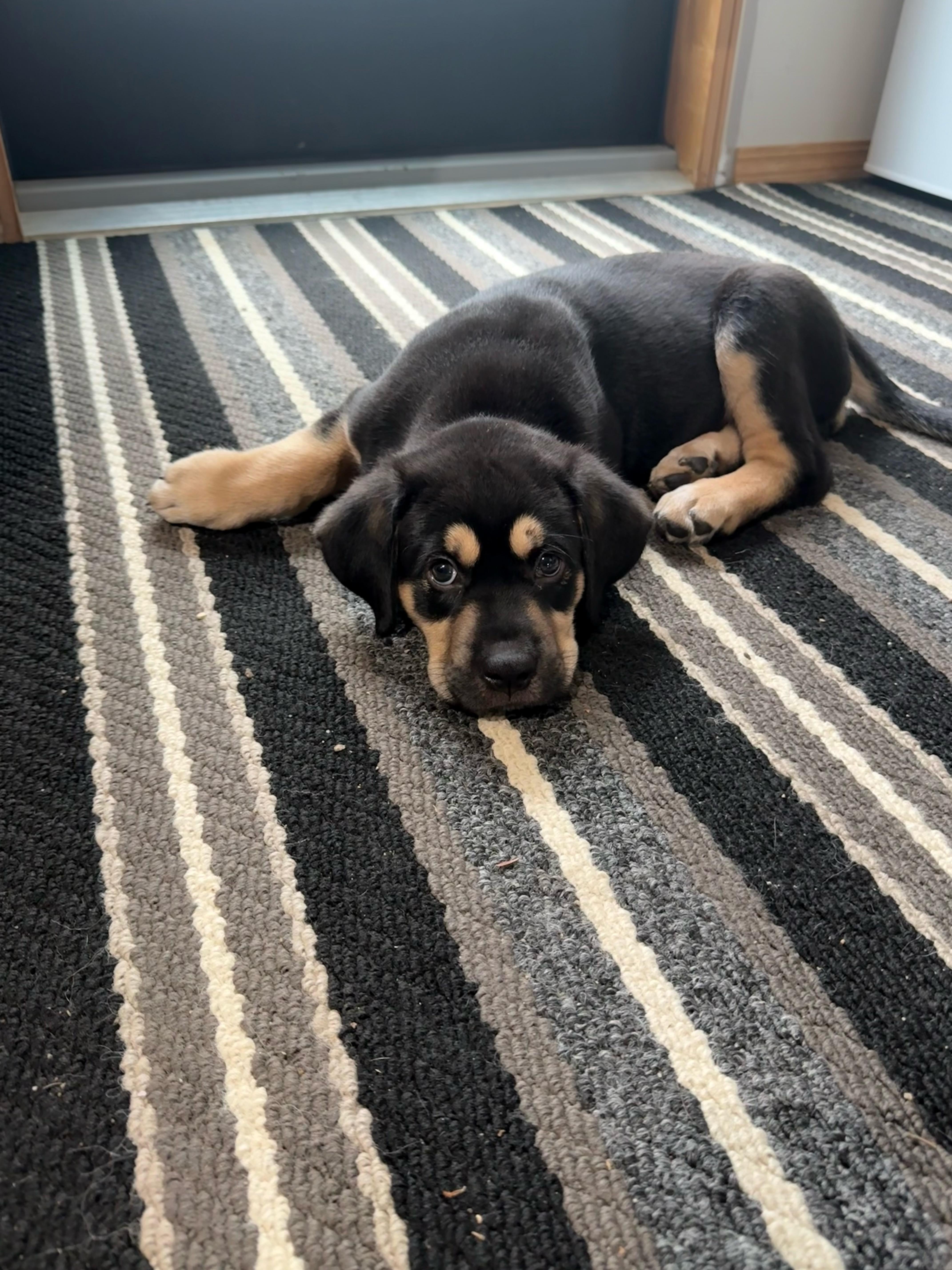 Peppermint, a ADOPTABLE mixed breed in Saskatoon, SK image 1/4