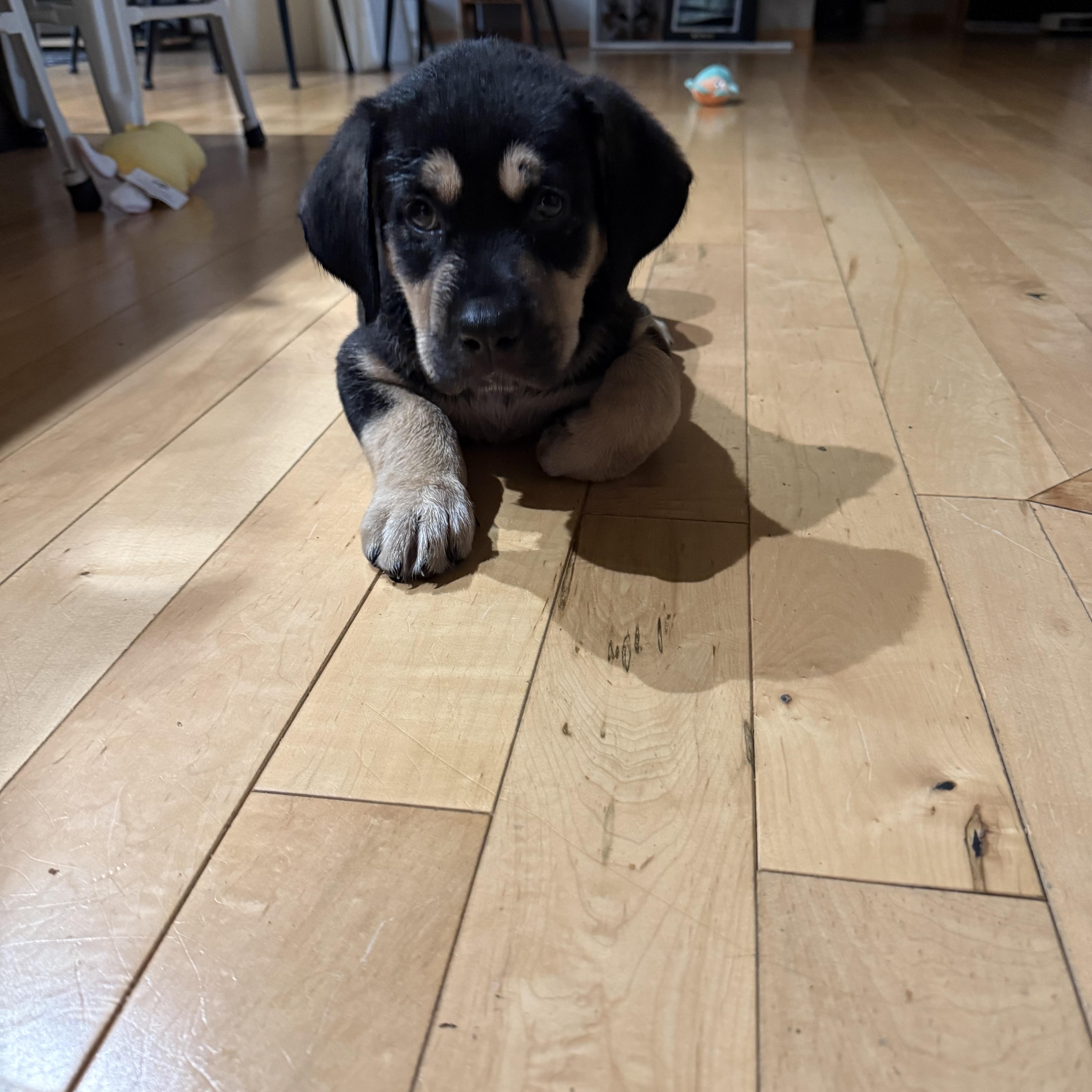 Peppermint, a ADOPTABLE mixed breed in Saskatoon, SK image 2/4