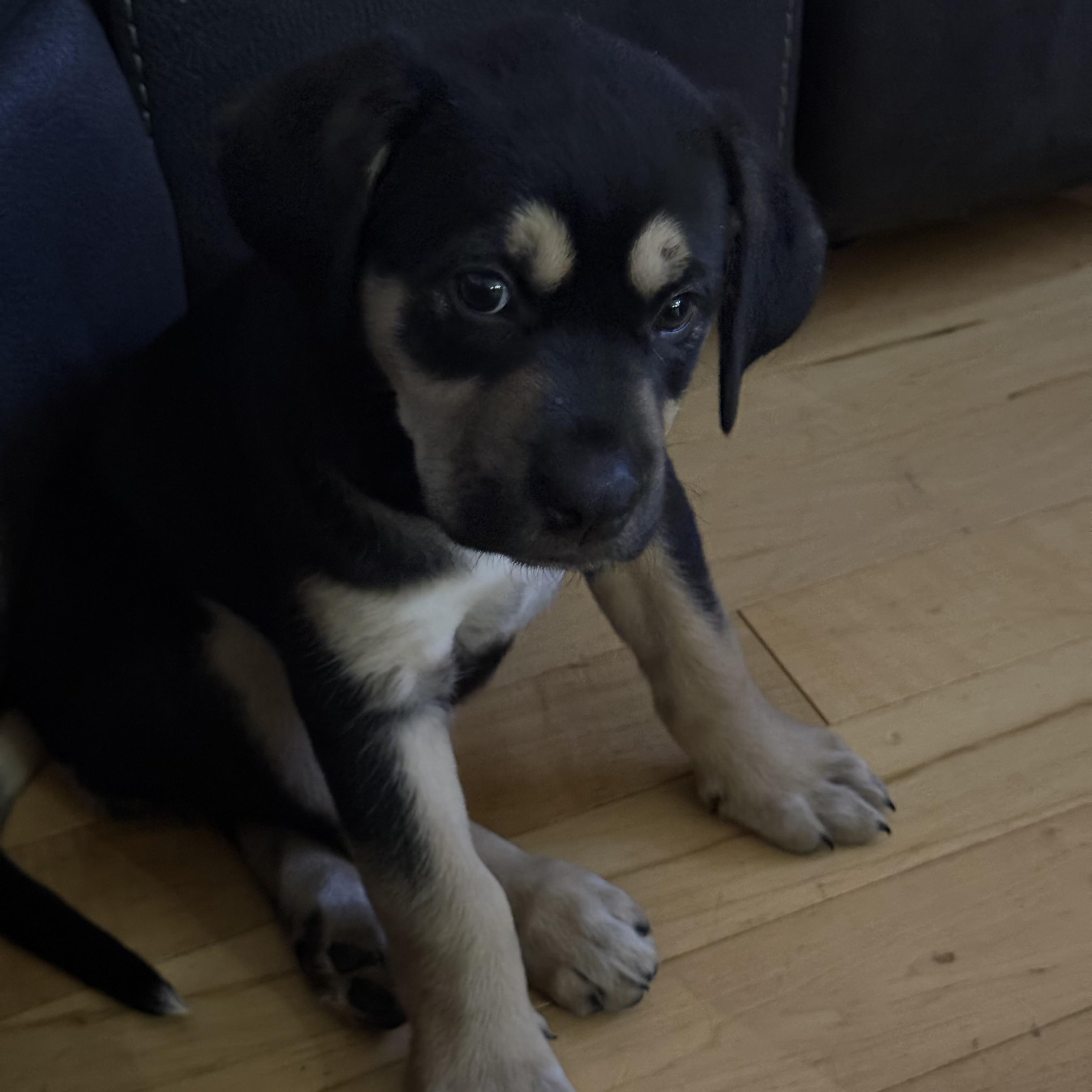 Peppermint, a ADOPTABLE mixed breed in Saskatoon, SK image 4/4