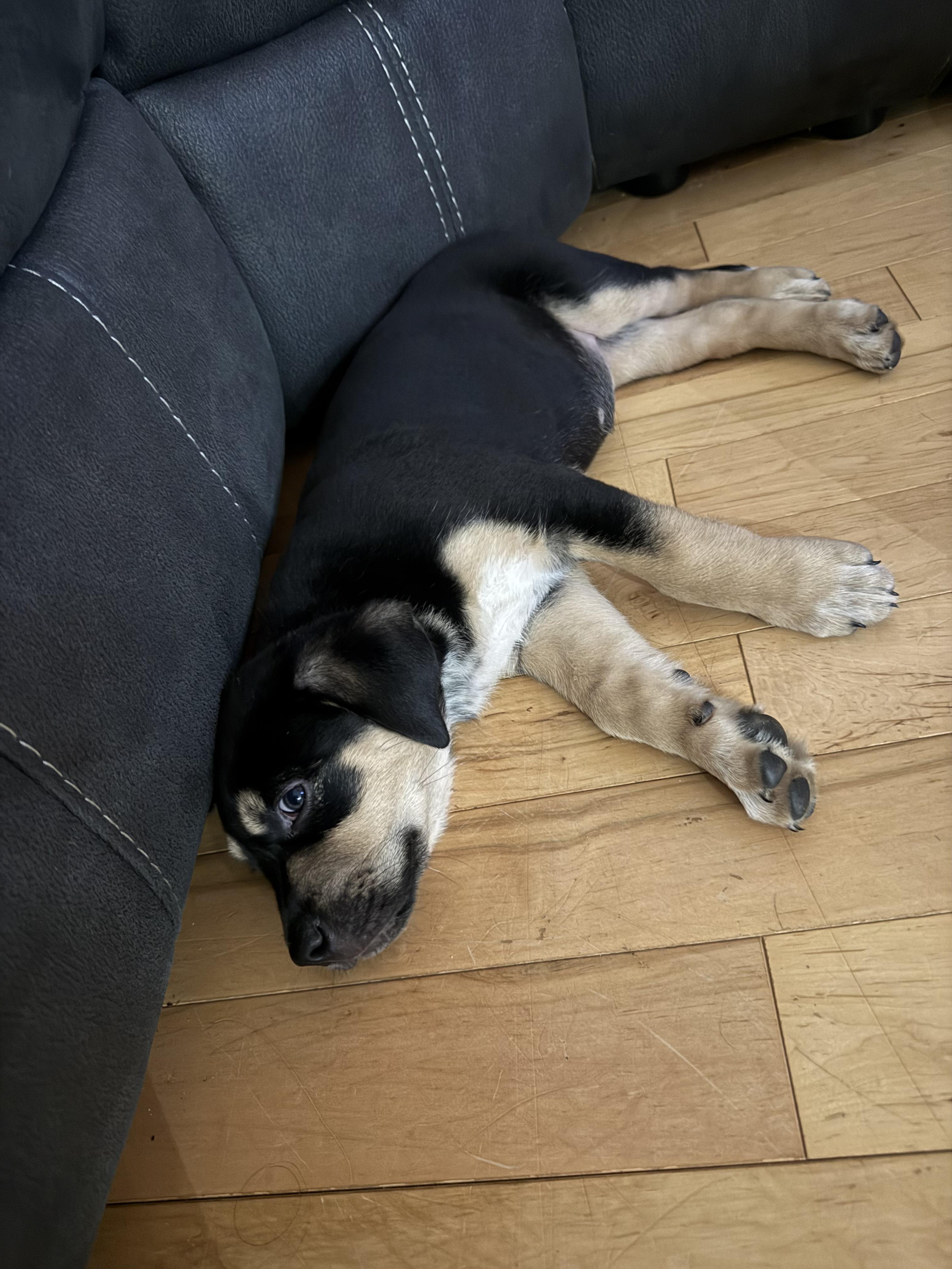 Peppermint, a ADOPTABLE mixed breed in Saskatoon, SK image 3/4
