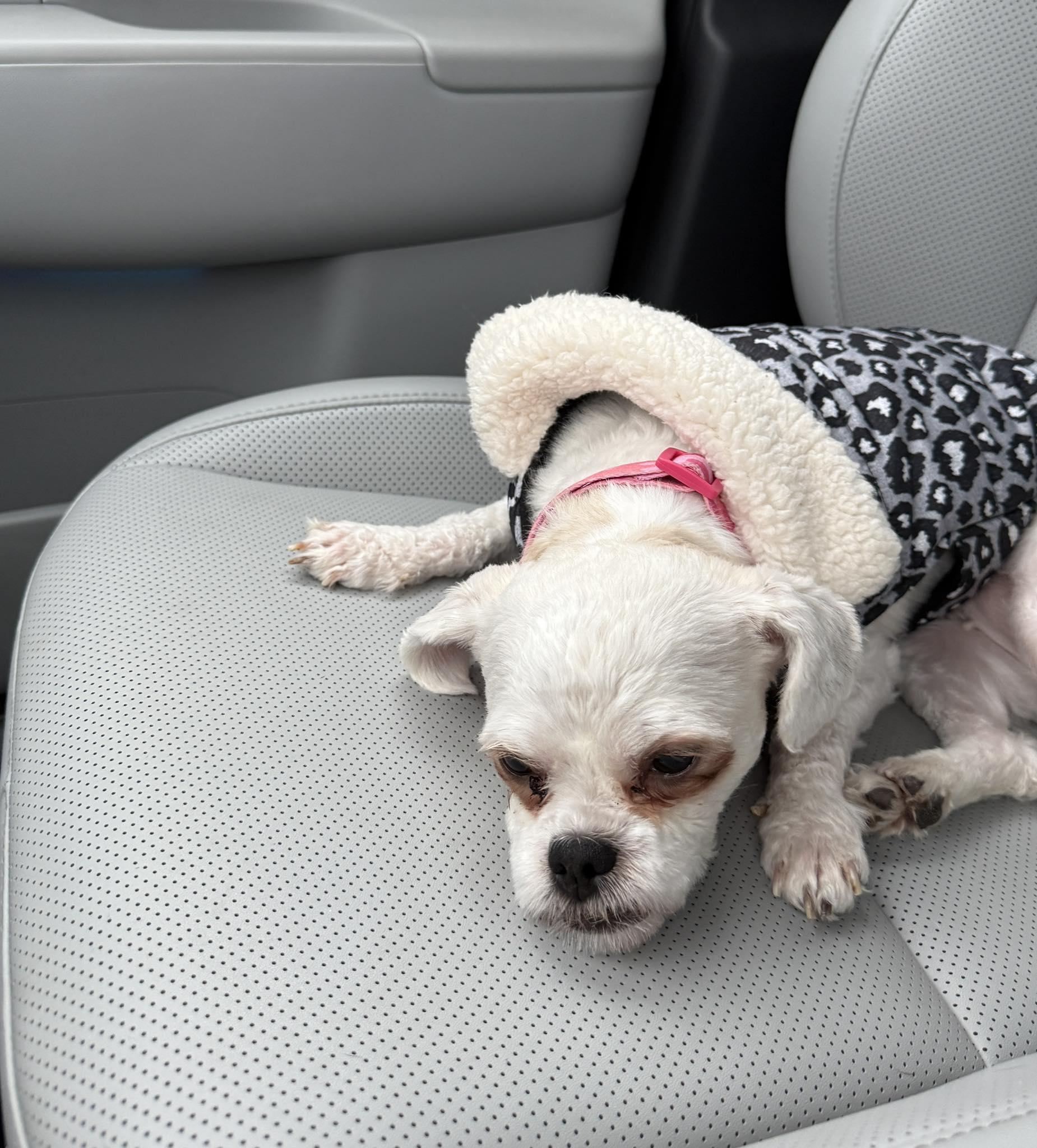 Sassy, adoptable, Young Female Shih Tzu.