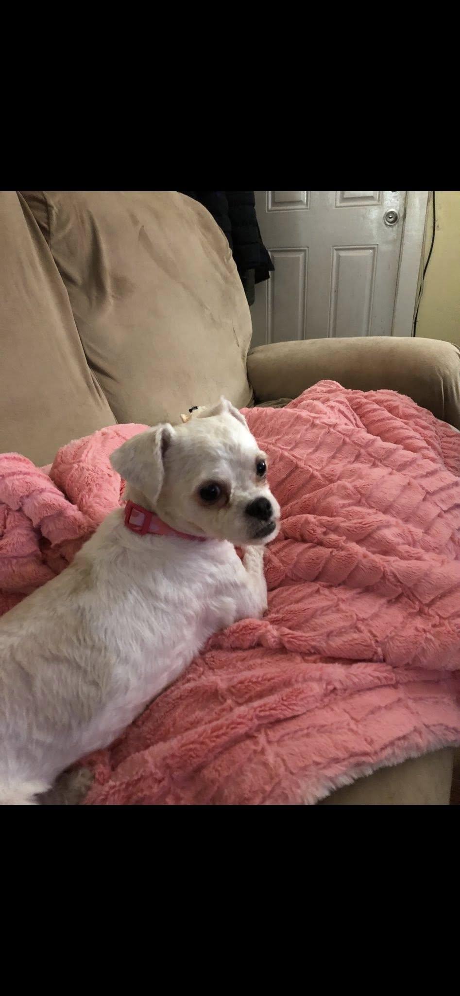 Enlarge Sassy, an adoption pending mixed breed in Bridgeton, NJ image 1/2