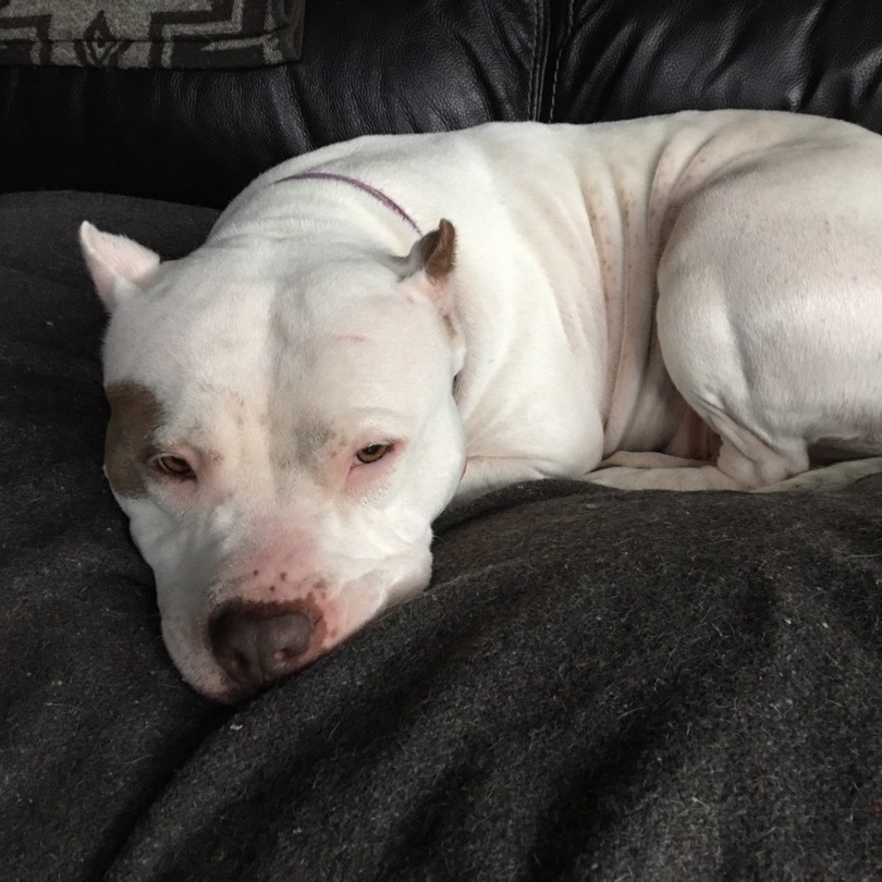 Cupcake - People-Loving Cuddlebug Needs Foster!, a Adoptable mixed breed in Kirkland, WA image 1/6