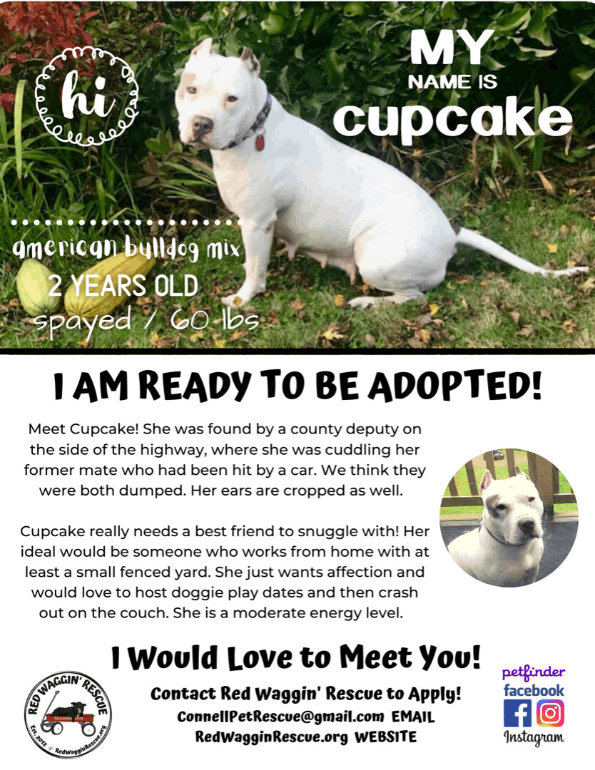 Cupcake - People-Loving Cuddlebug Needs Foster!