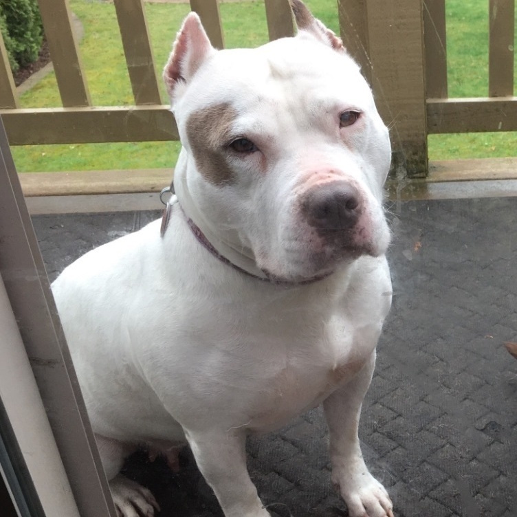 Cupcake - People-Loving Cuddlebug Needs Foster!