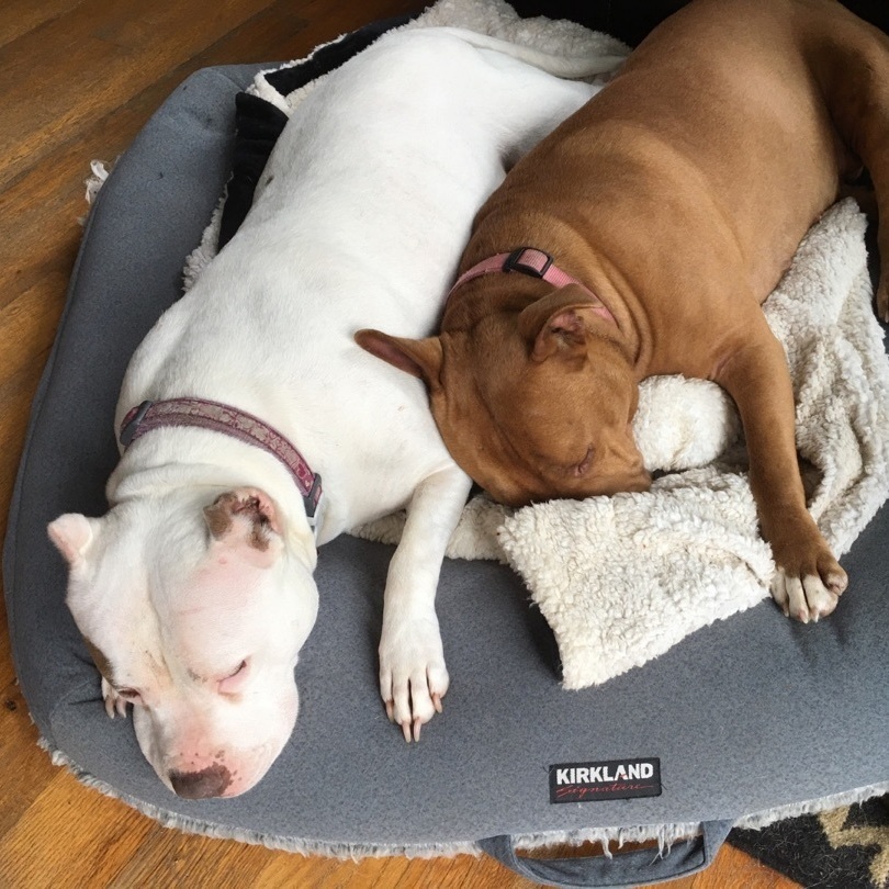 Cupcake - People-Loving Cuddlebug Needs Foster!