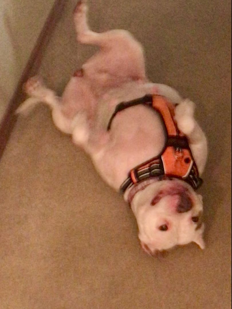 Cupcake - People-Loving Cuddlebug Needs Foster!, a Adoptable mixed breed in Kirkland, WA image 6/6