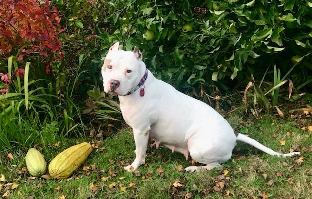 Cupcake - People-Loving Cuddlebug Needs Foster!