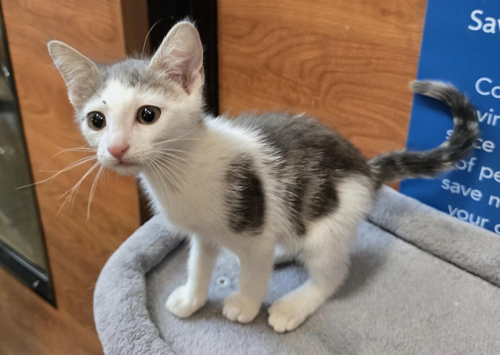 Austin, Adoptable, Kitten Male Domestic Short Hair.