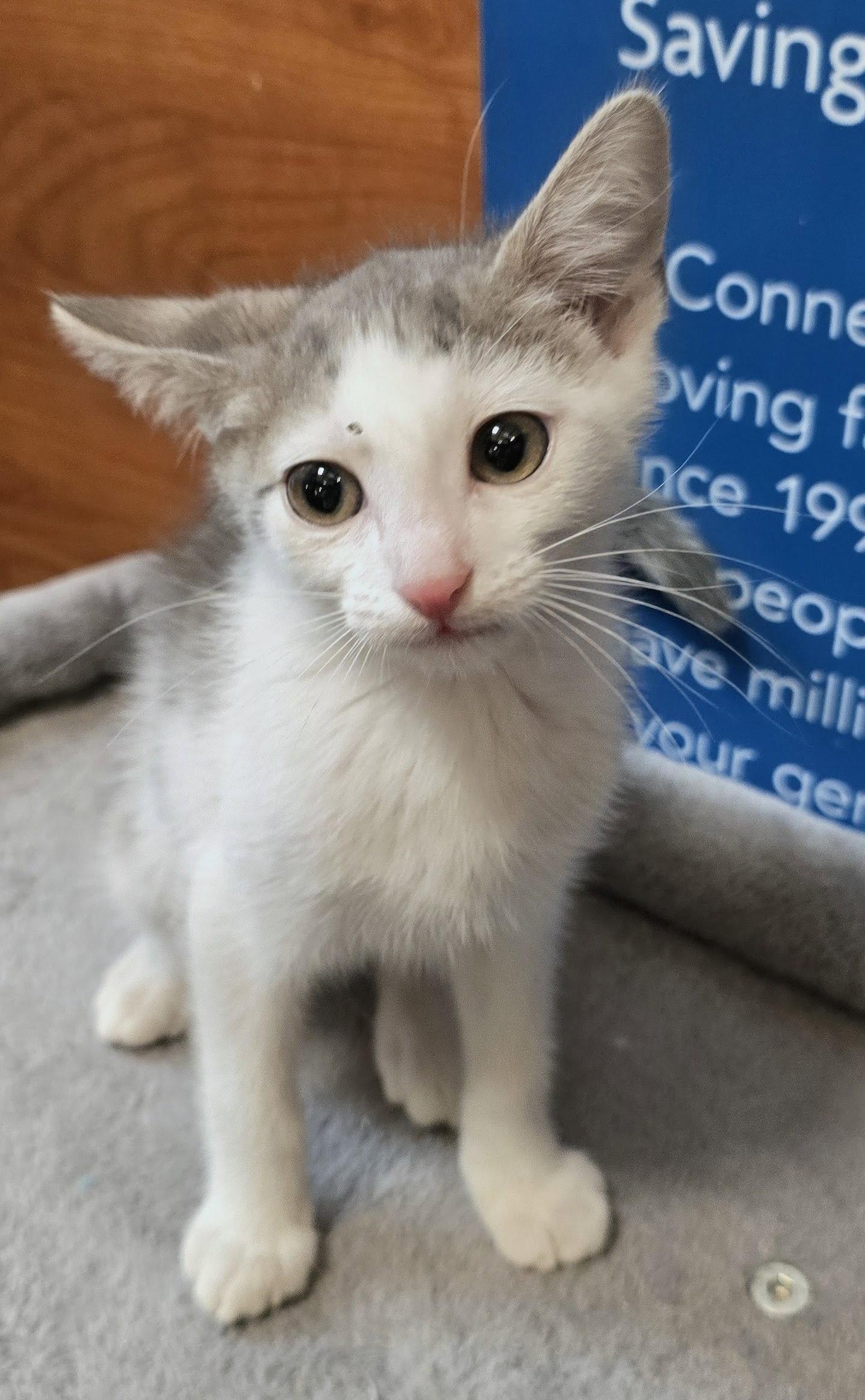 Enlarge Austin, a Adoptable Domestic Short Hair in Rowlett, TX image 2/3
