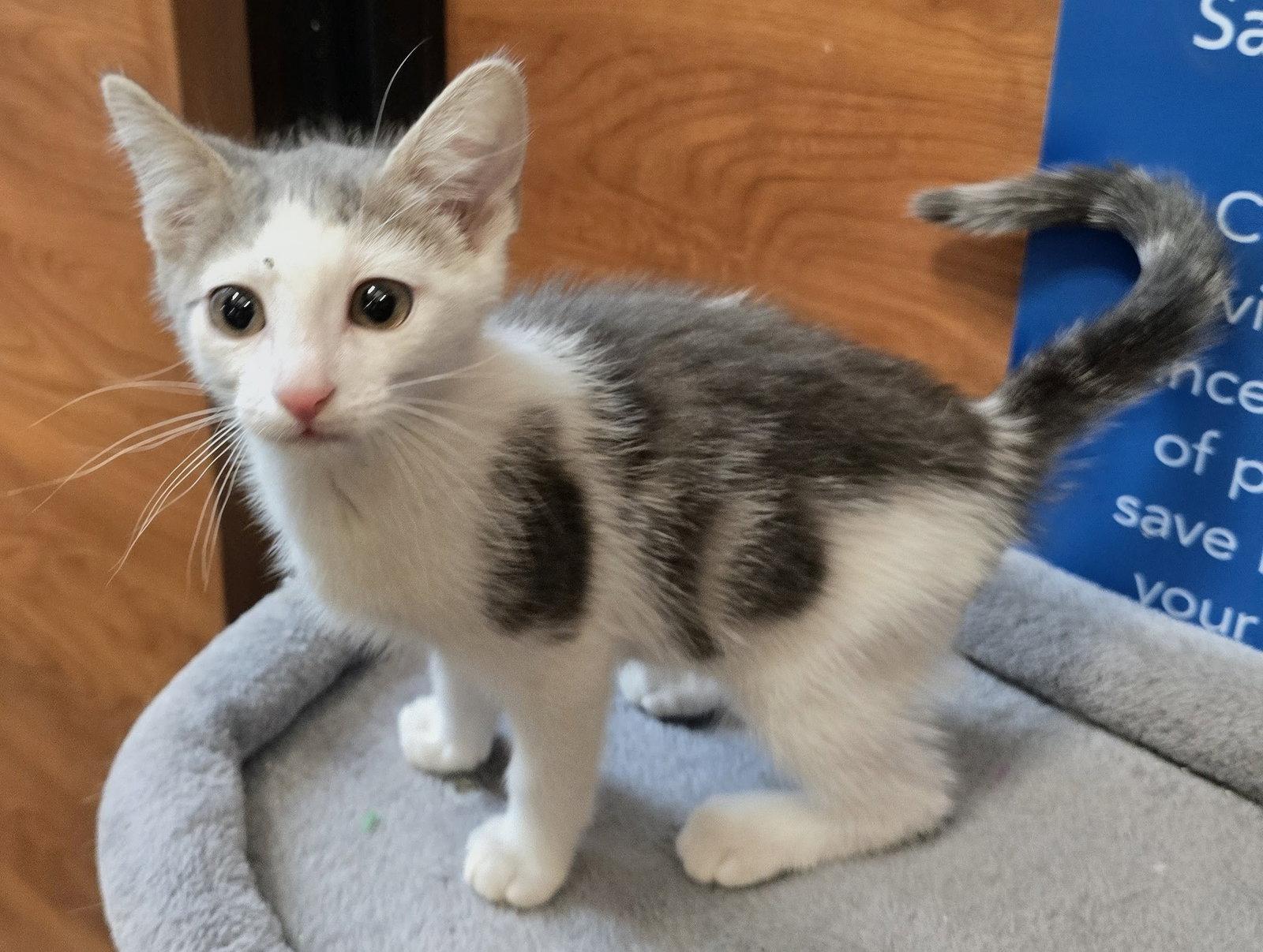 Enlarge Austin, a Adoptable Domestic Short Hair in Rowlett, TX image 3/3